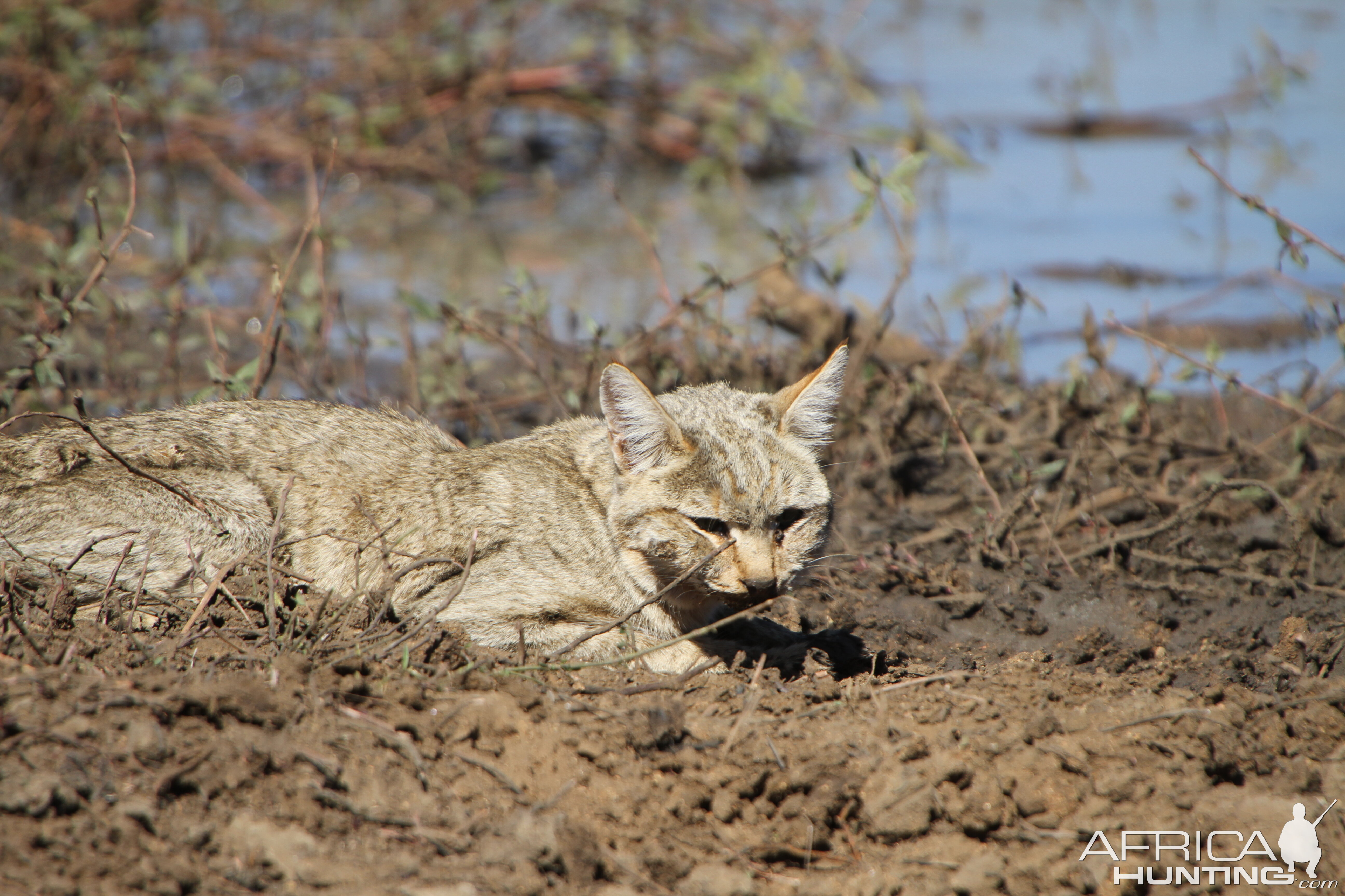 African Wildcat Namibia