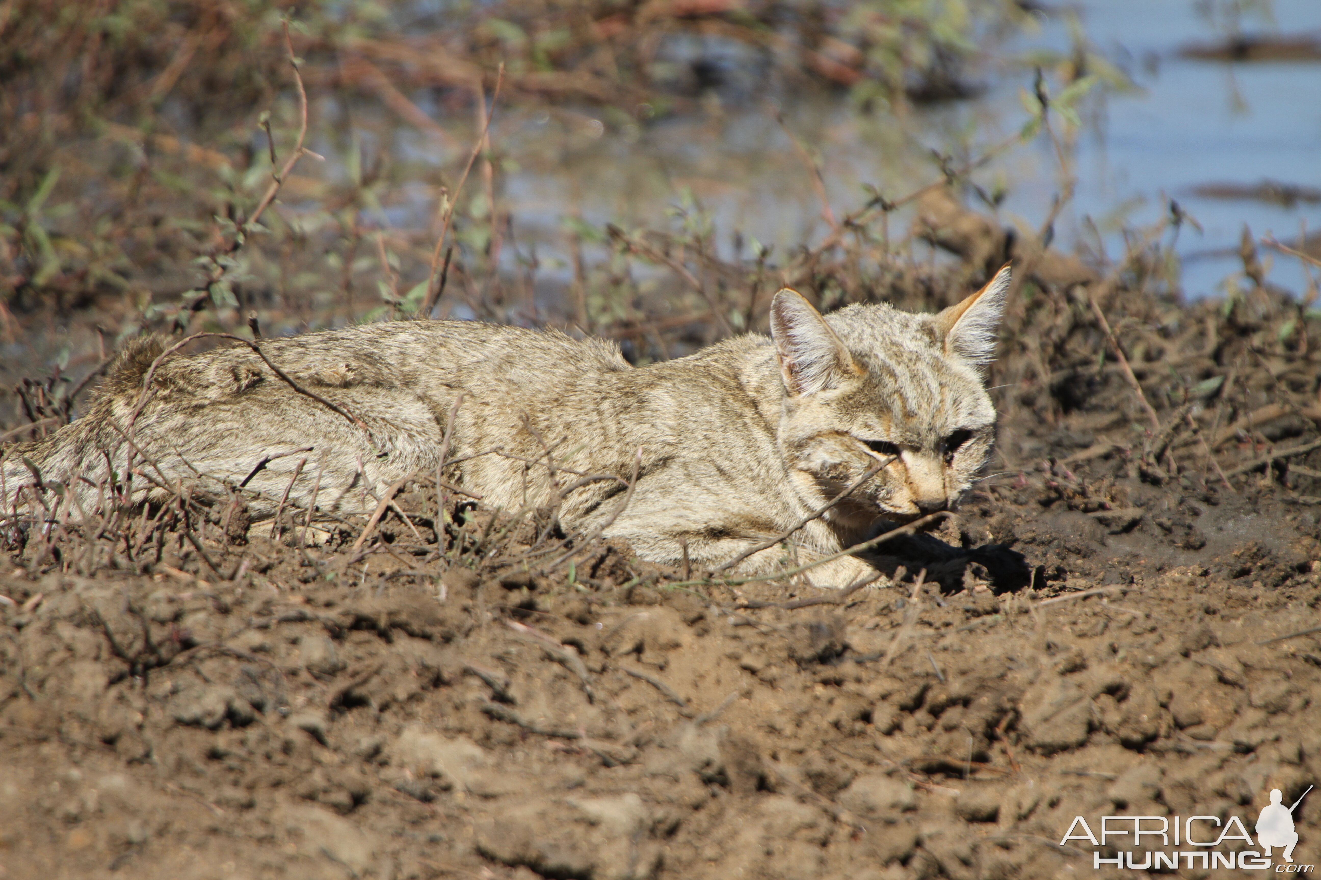 African Wildcat Namibia