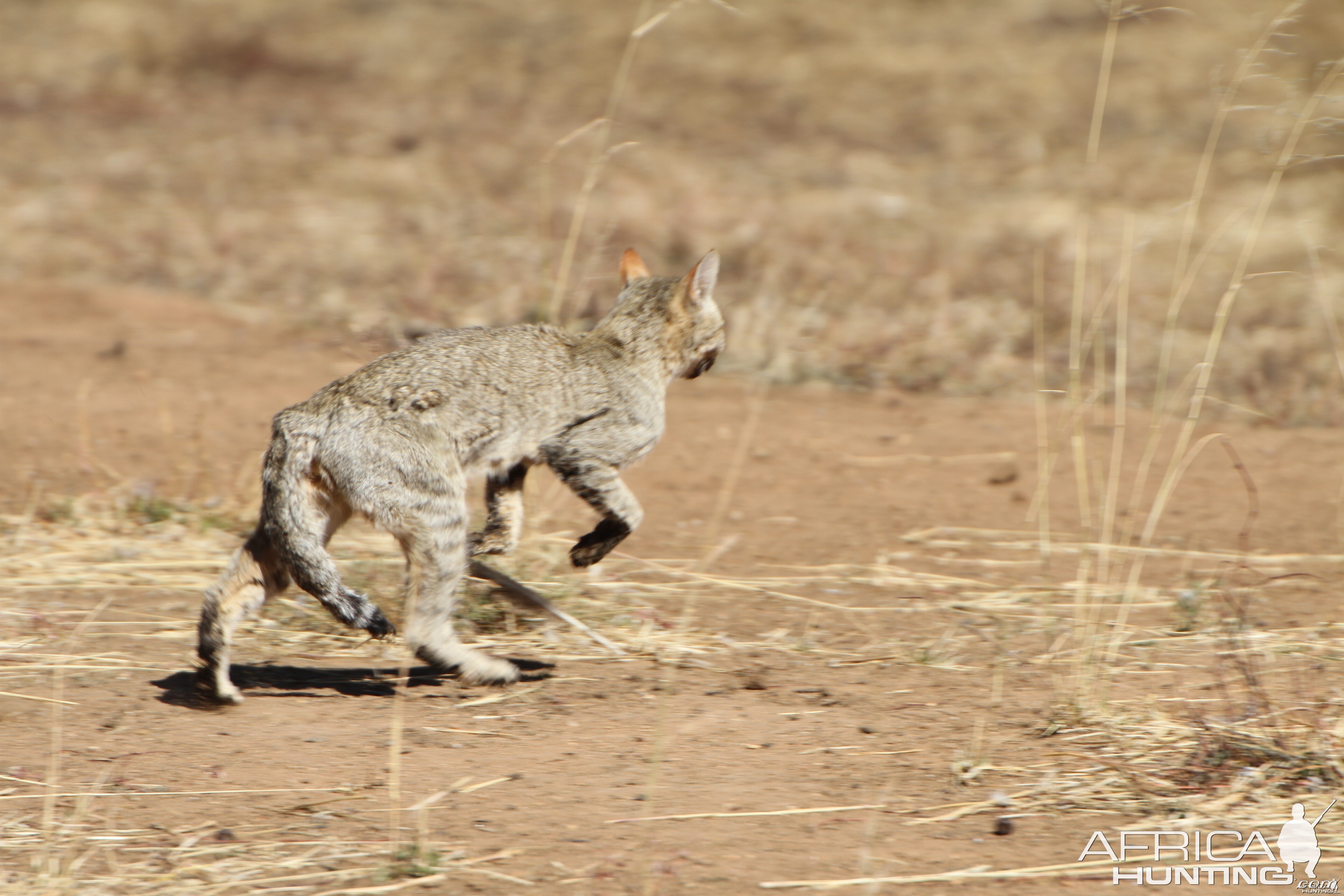 African Wildcat Namibia