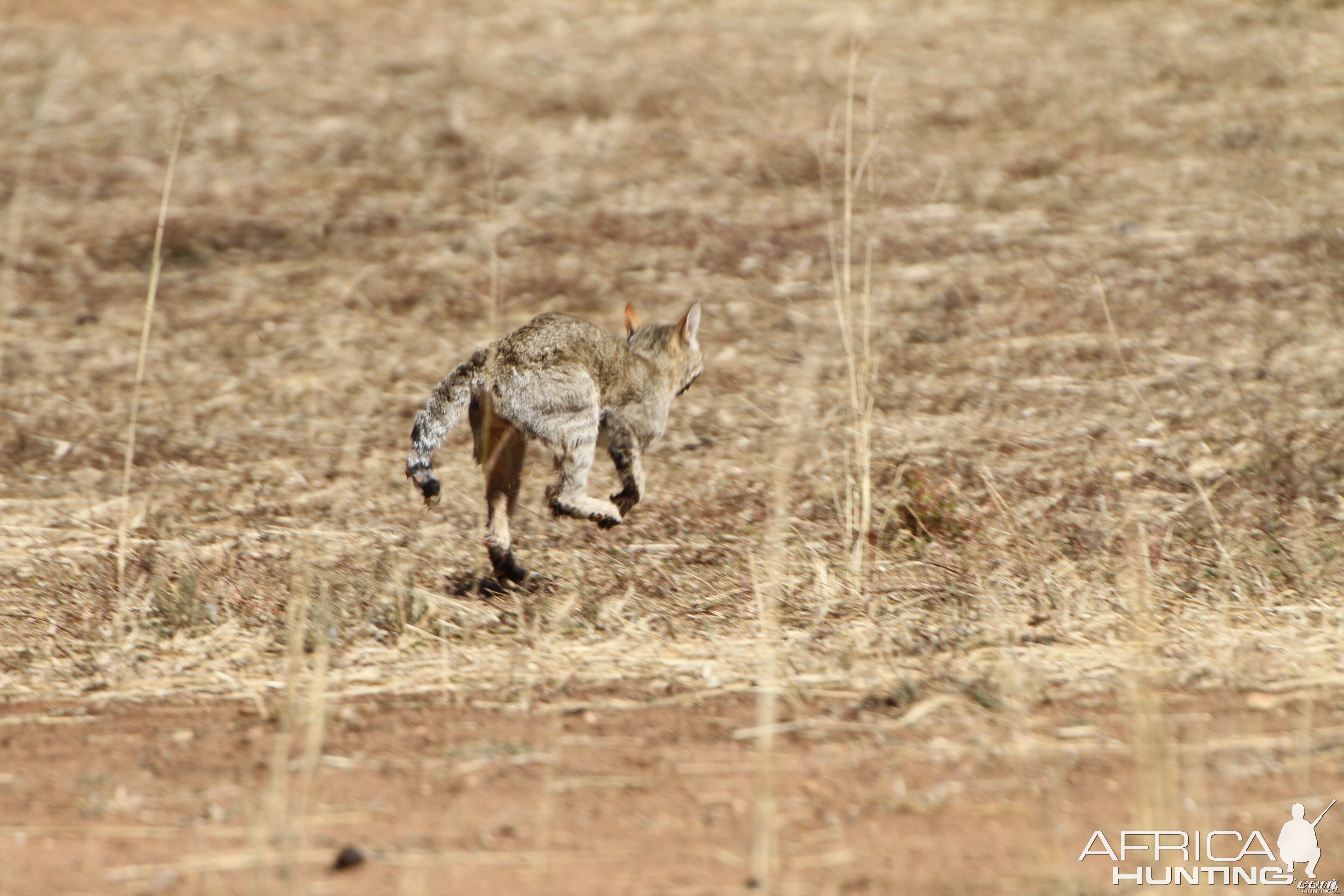 African Wildcat Namibia