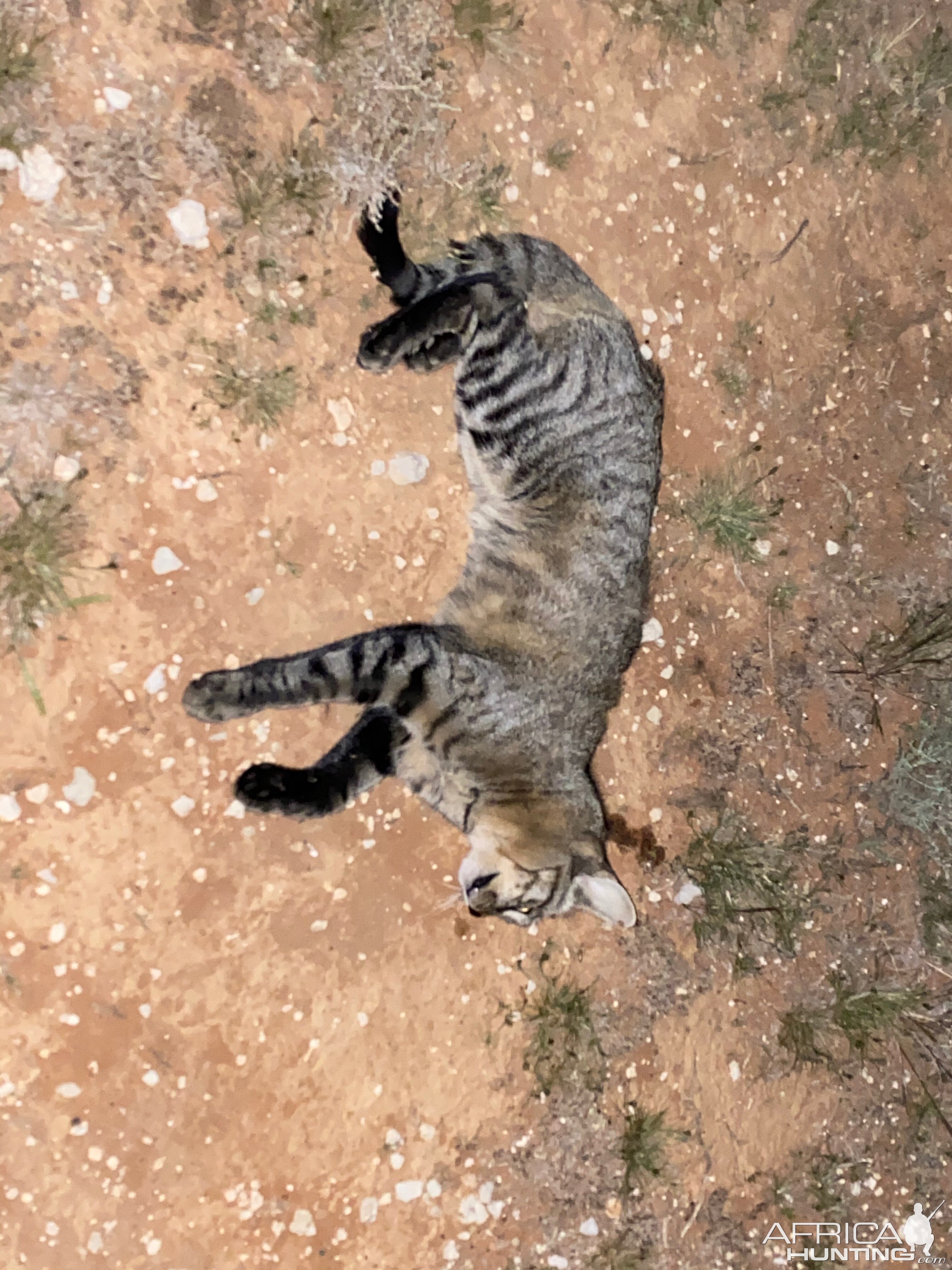 African Wildcat Night Hunting