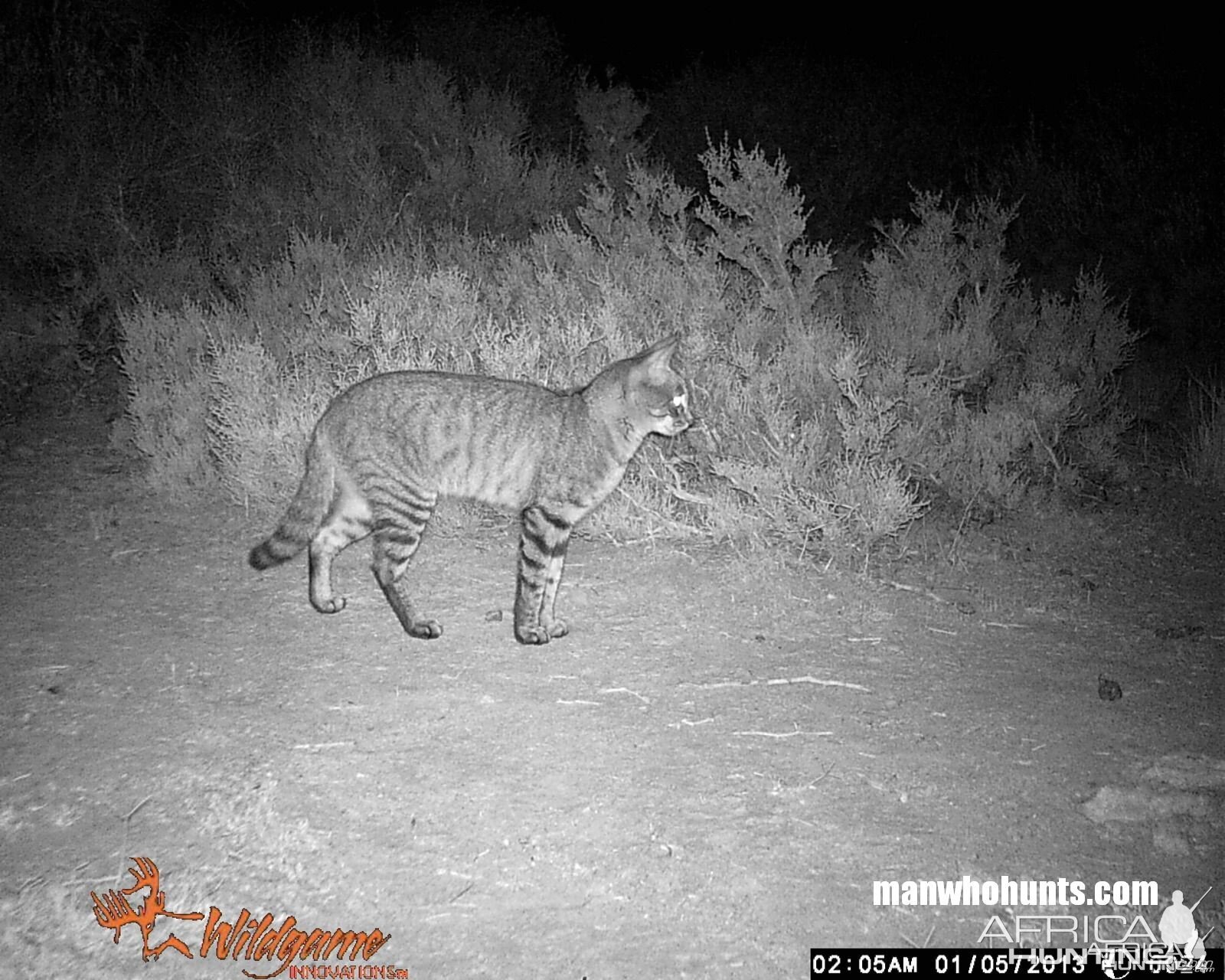 African Wildcat on trailcamera