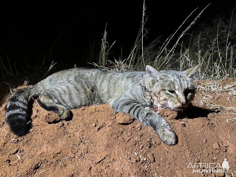 African Wildcat