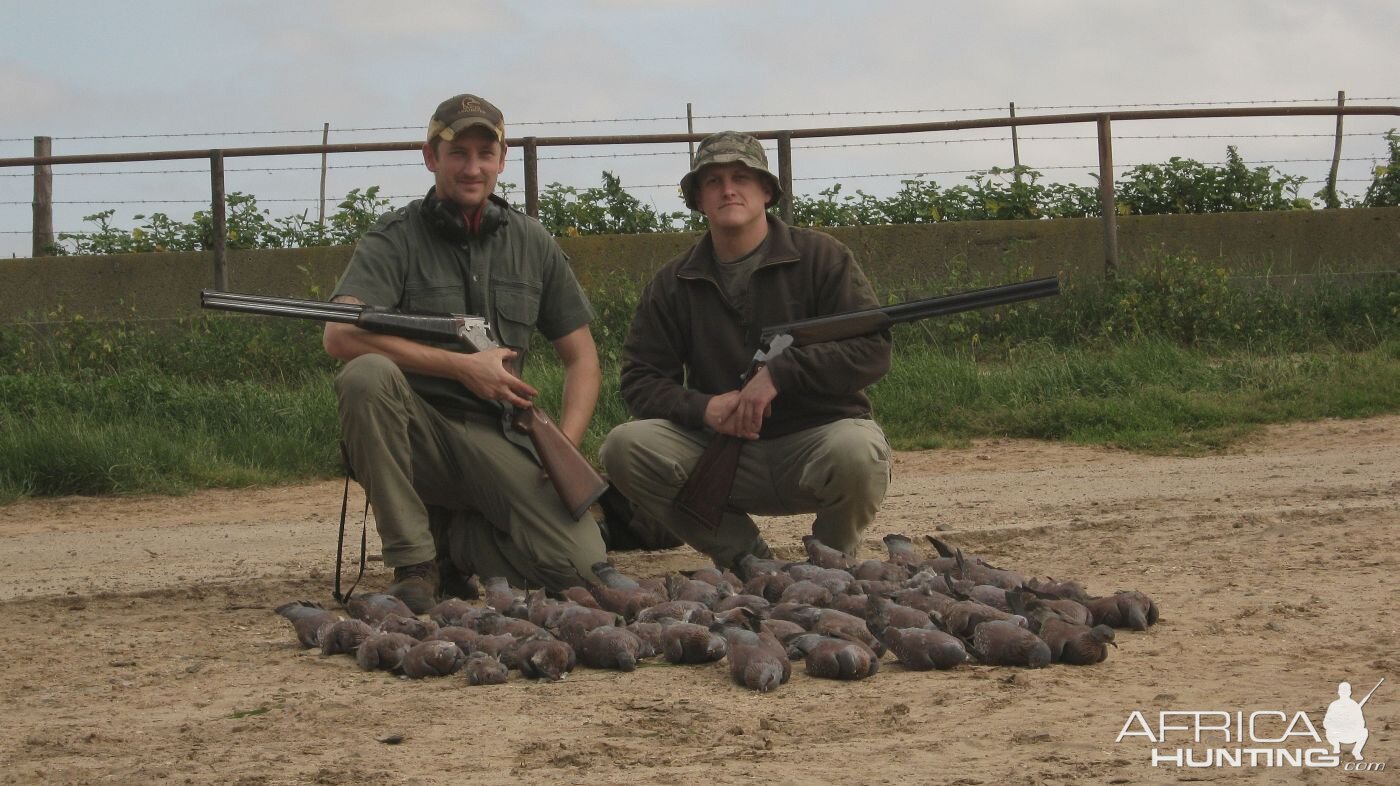 Afternoon's Rock-pigeon shoot