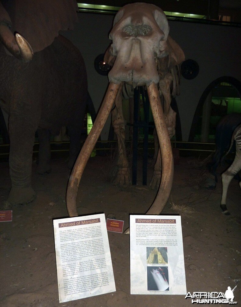 Ahmed the Elephant, Nairobi National Museum, Kenya