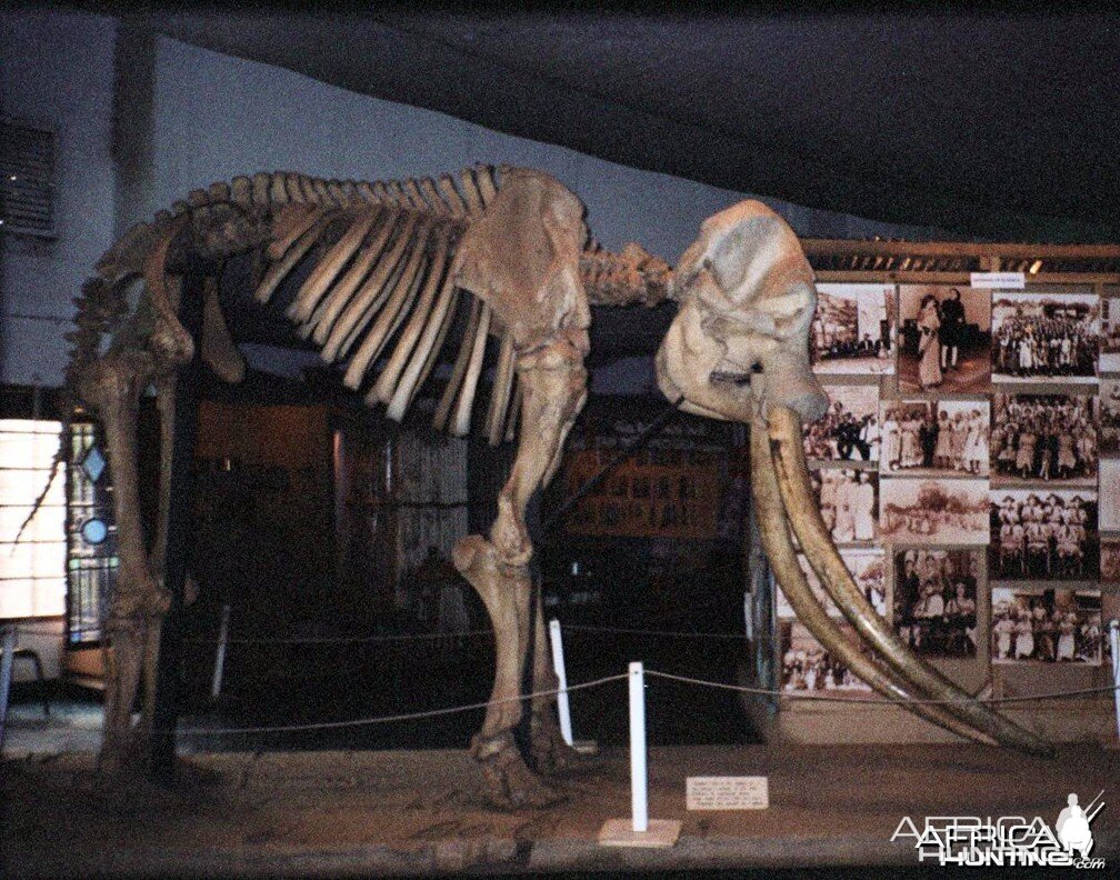 Ahmed the Elephant, Nairobi National Museum, Kenya