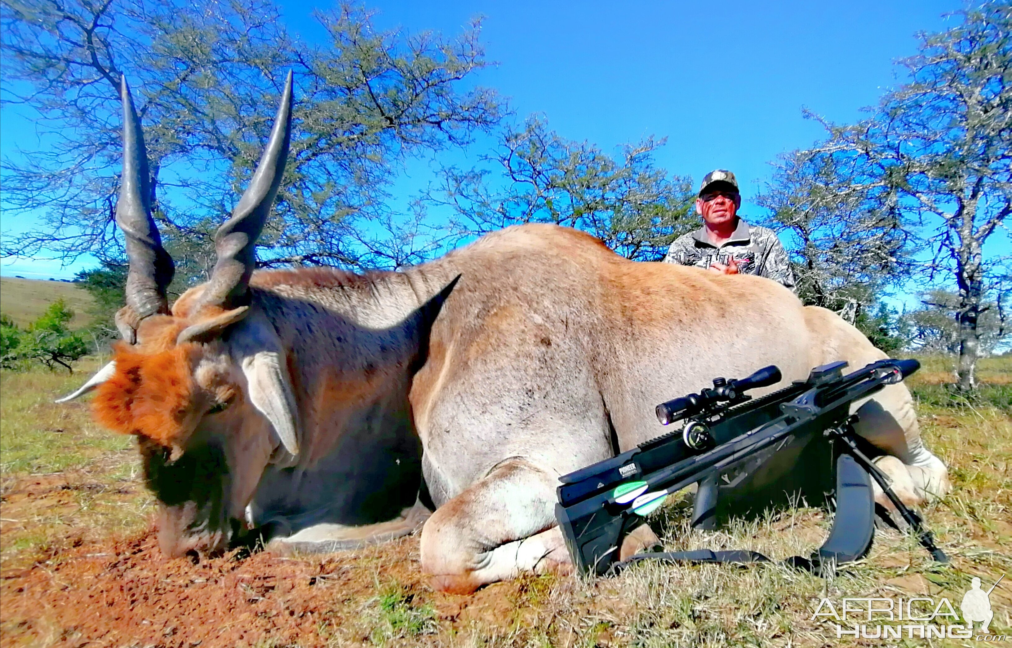 Air Bow Hunting Eland Eastern Cape South Africa