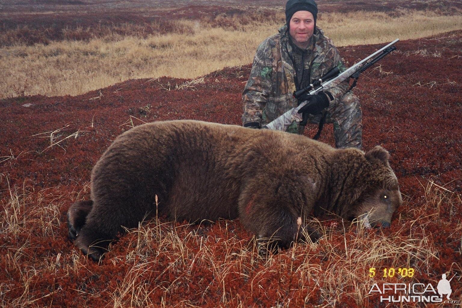 Alaska Brown Bear