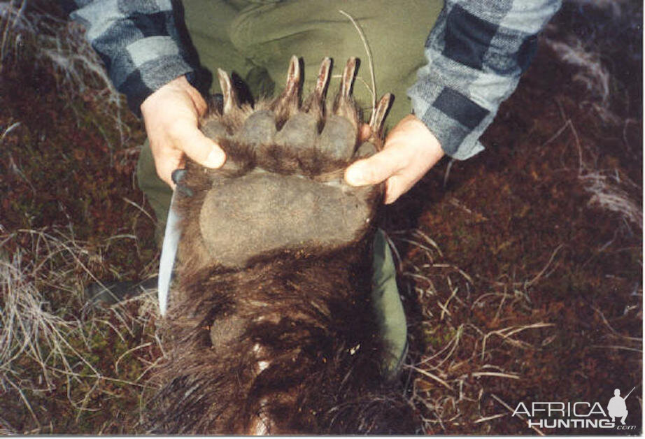 Alaska Peninsula USA Hunting Brown Bear