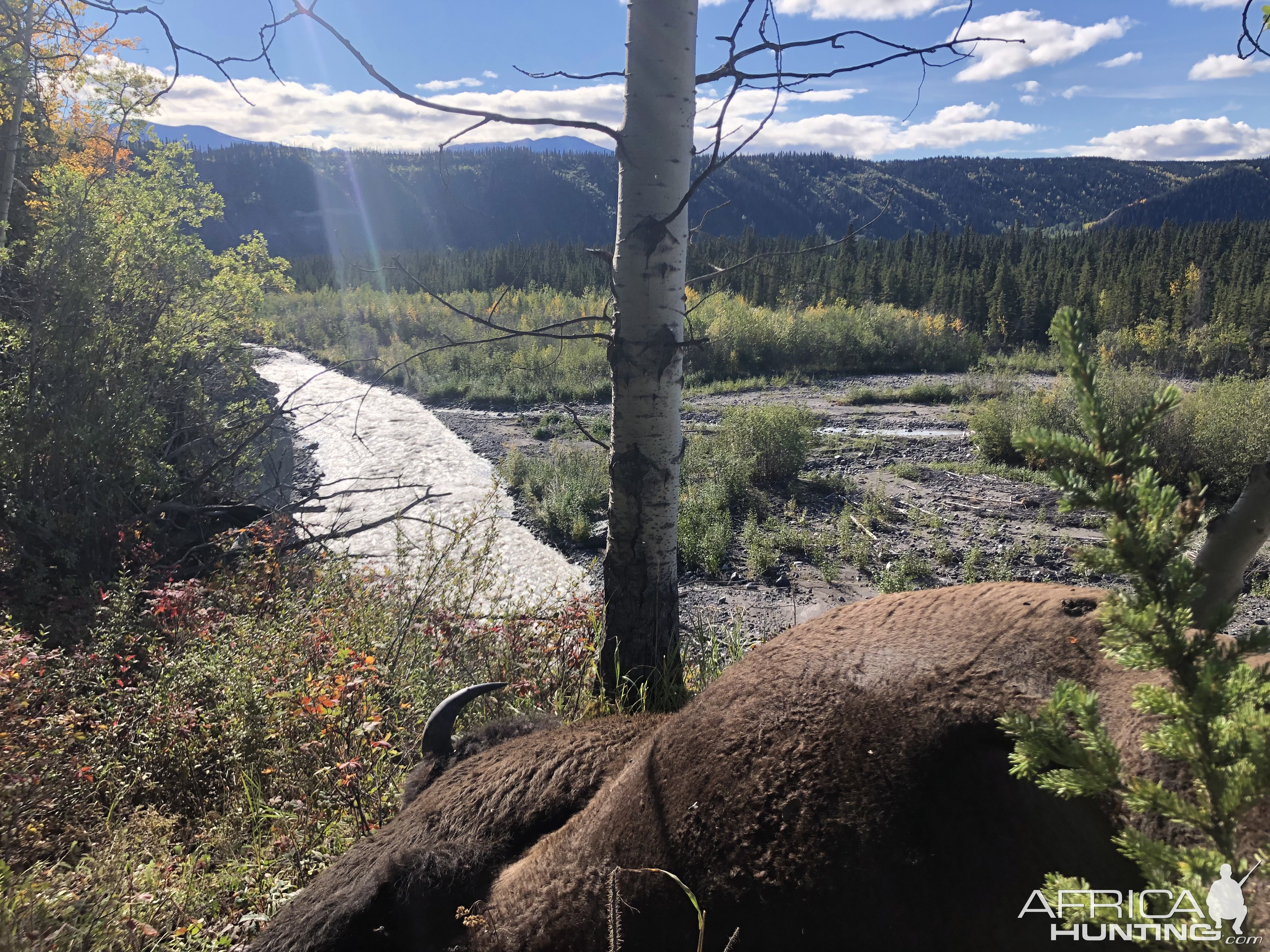 Alaska Wood Bison Hunt