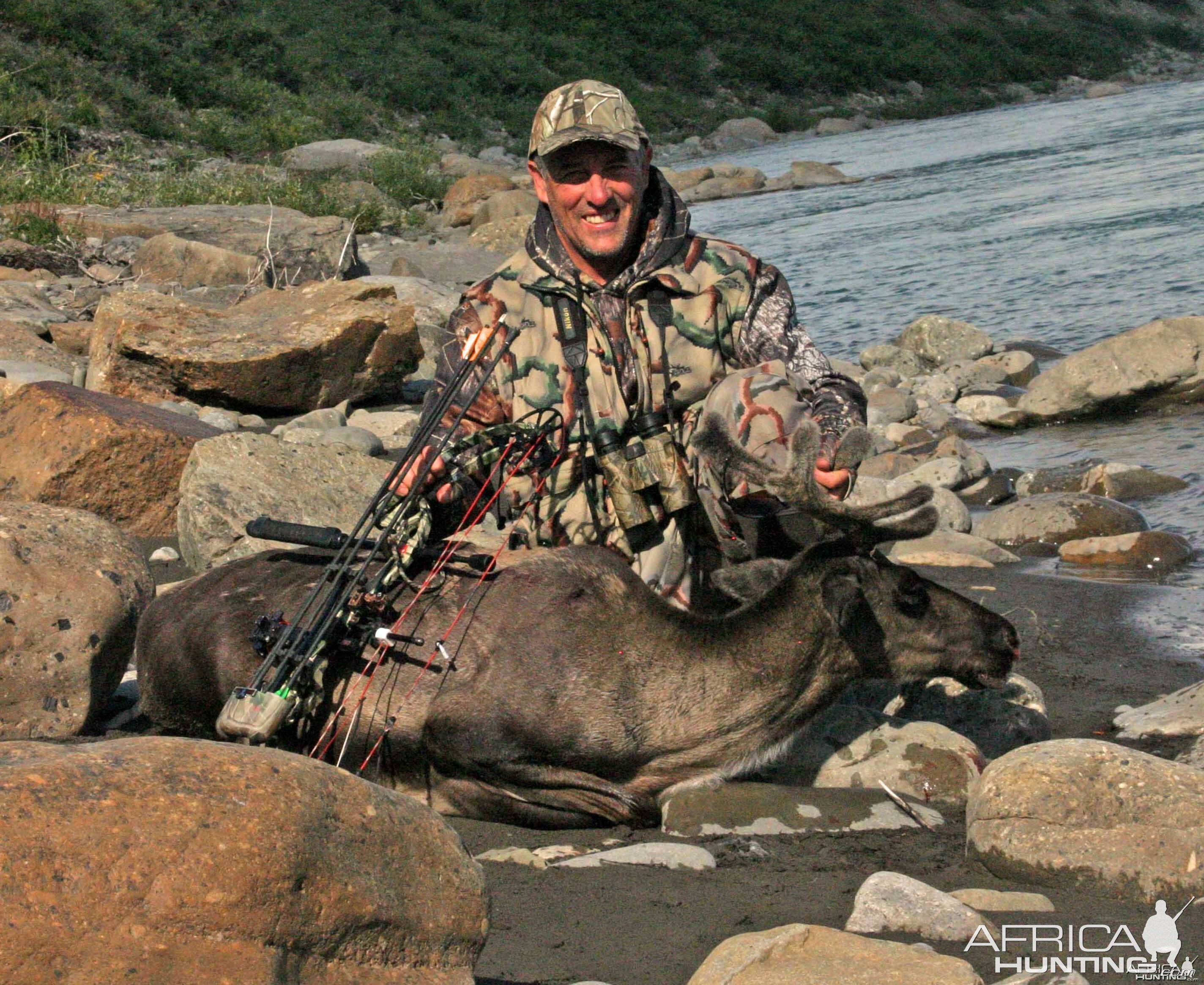 Alaskan Barren Ground Caribou