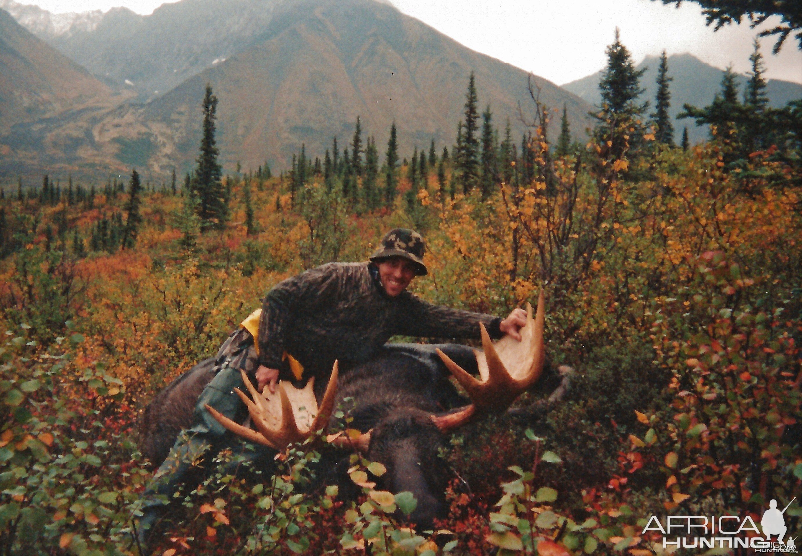 Alaskan=Yukon Moose