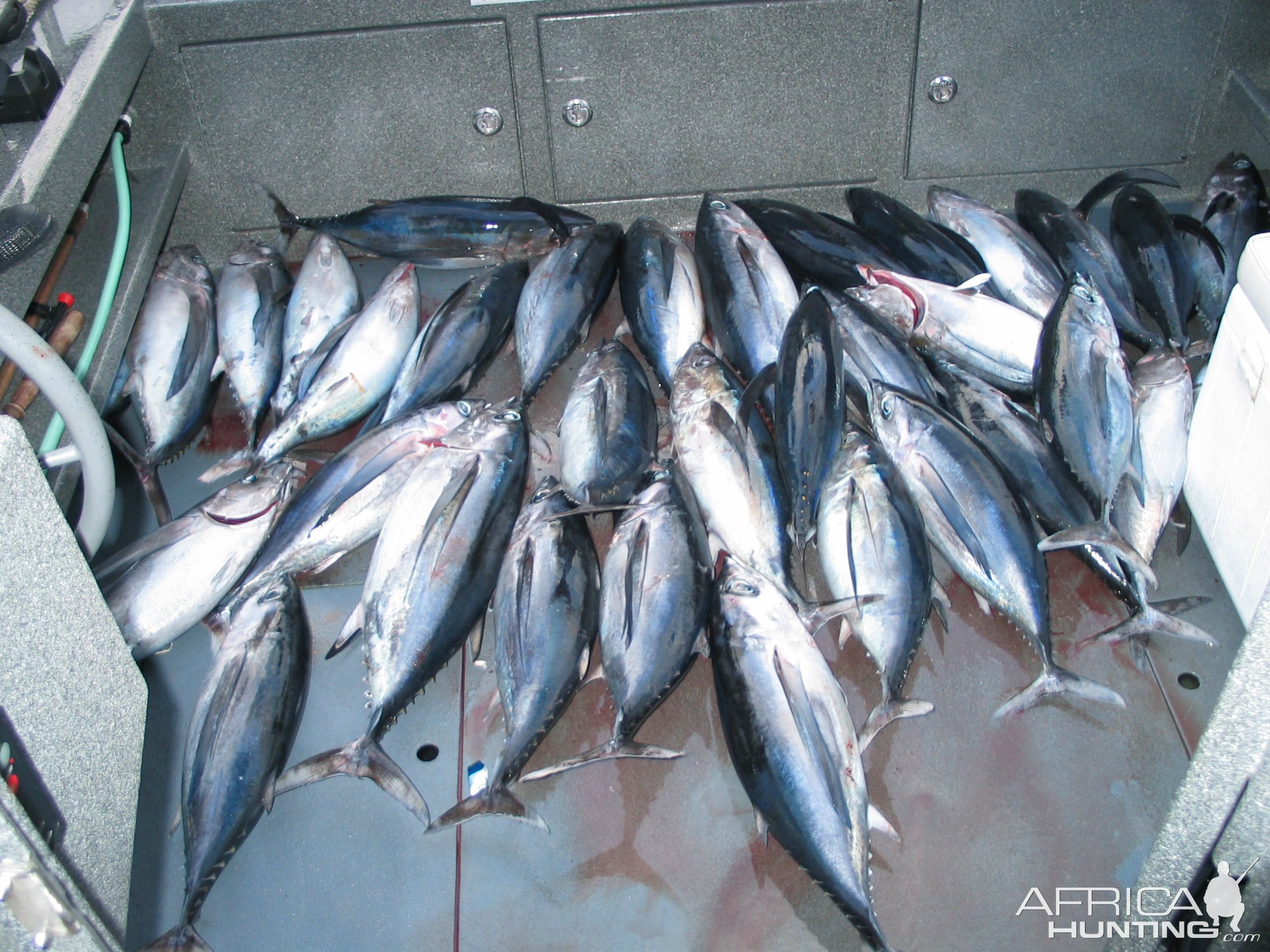 Albacore and Bluefin Tuna Fishing San Francisco