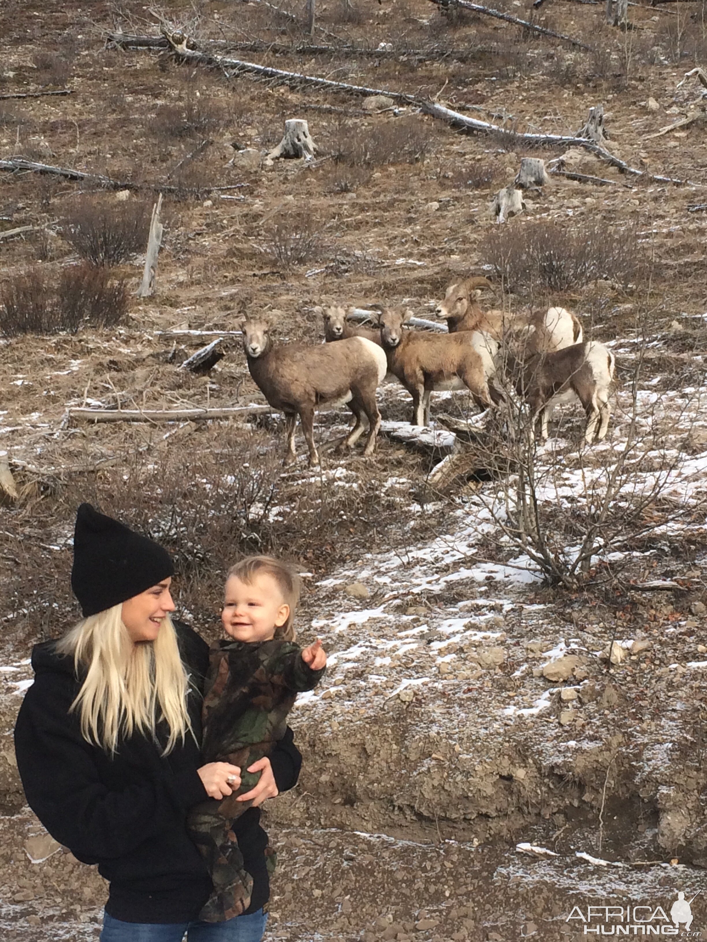 Alberta Bighorn Sheep