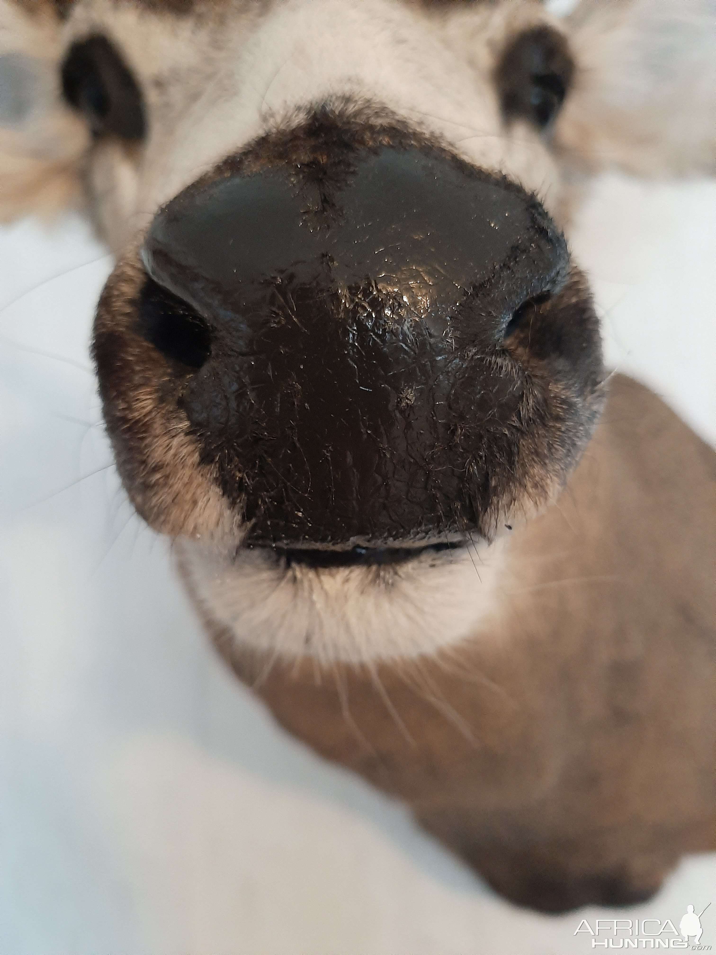 Alberta Mule Deer Shoulder Mount Taxidermy