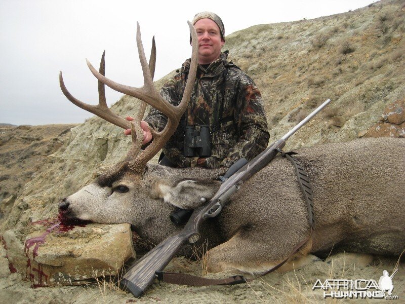 Alberta Mule Deer