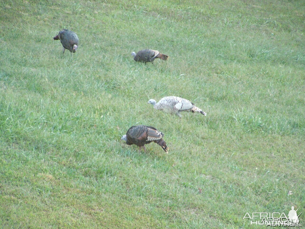 Albino Turkey