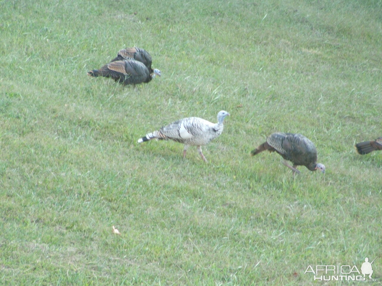 Albino Turkey