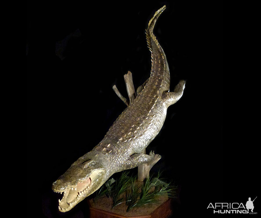 Alligator Full Mount Taxidermy