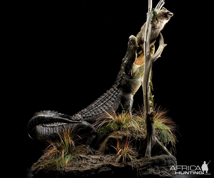 Alligator Full Mount Taxidermy