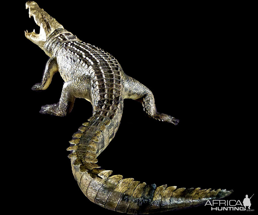 Alligator Full Mount Taxidermy