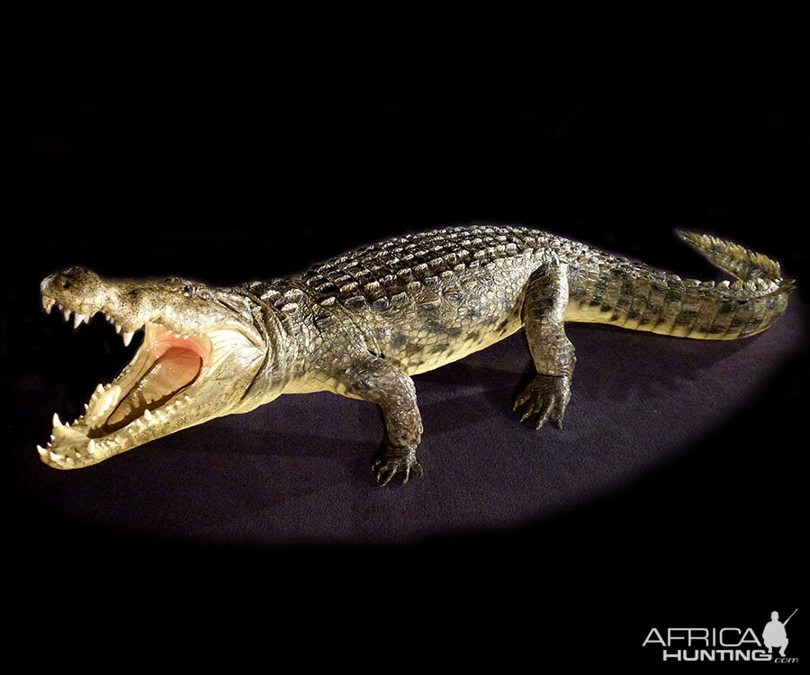 Alligator Full Mount Taxidermy