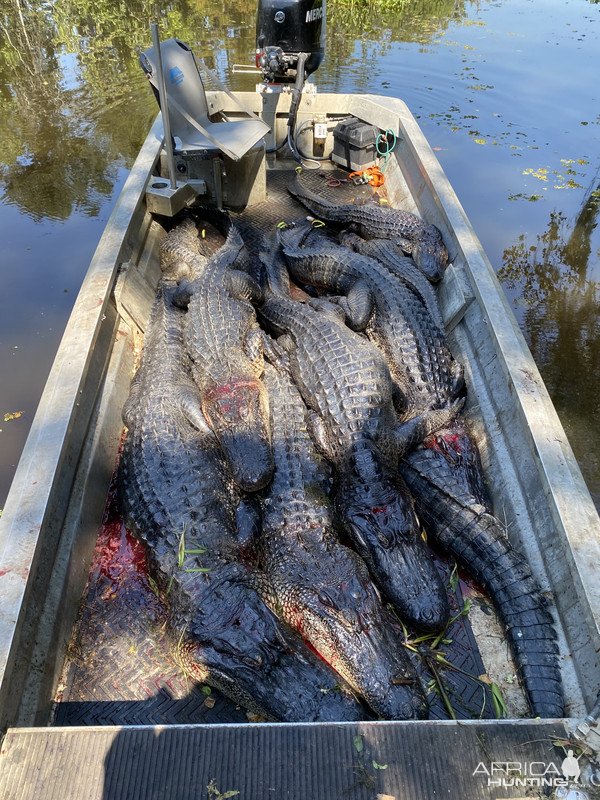 Alligator Hunting