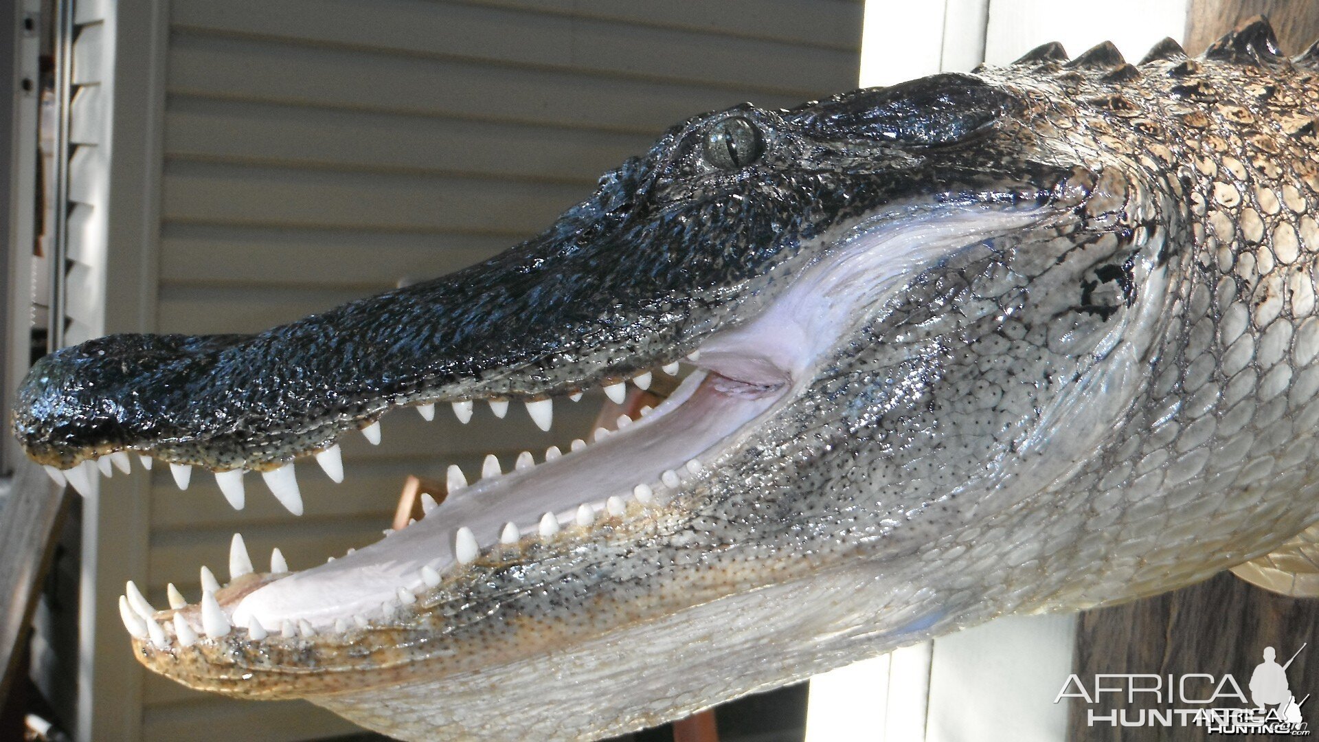 ALLIGATOR MOUNT