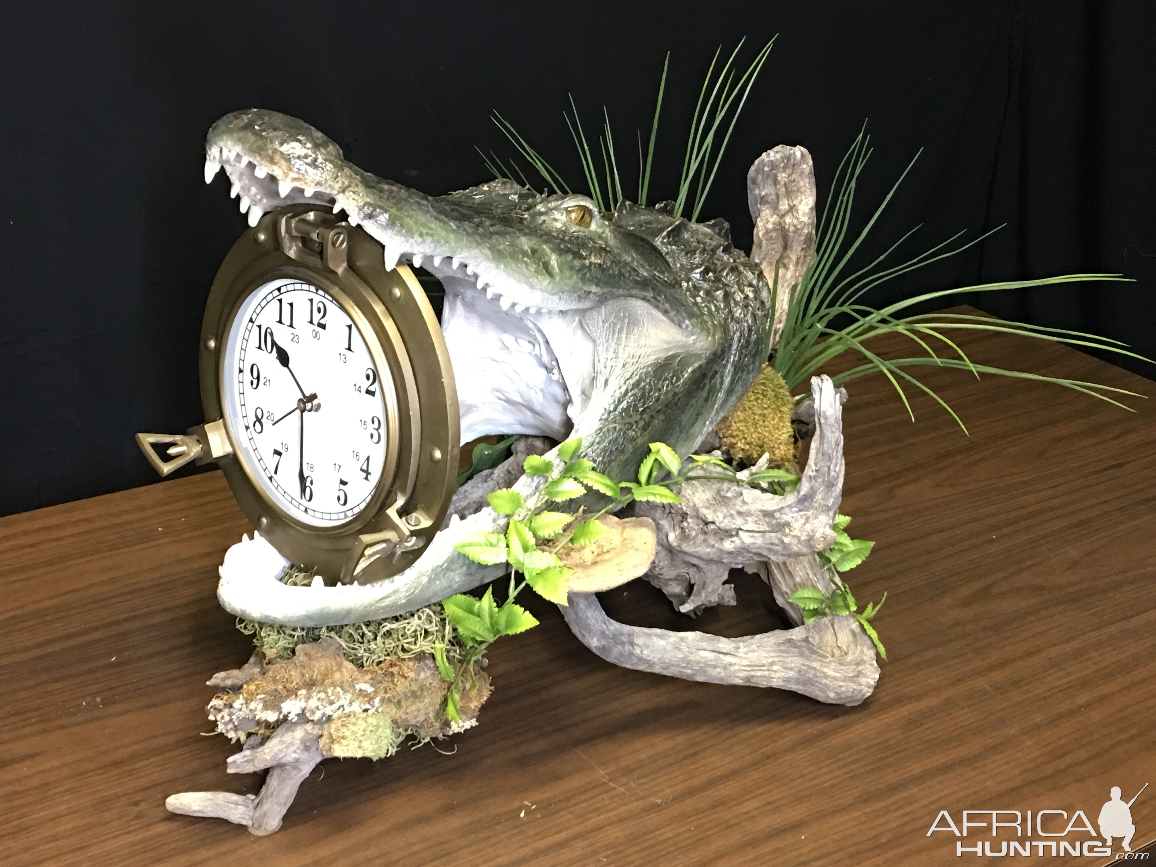 Alligator Taxidermy