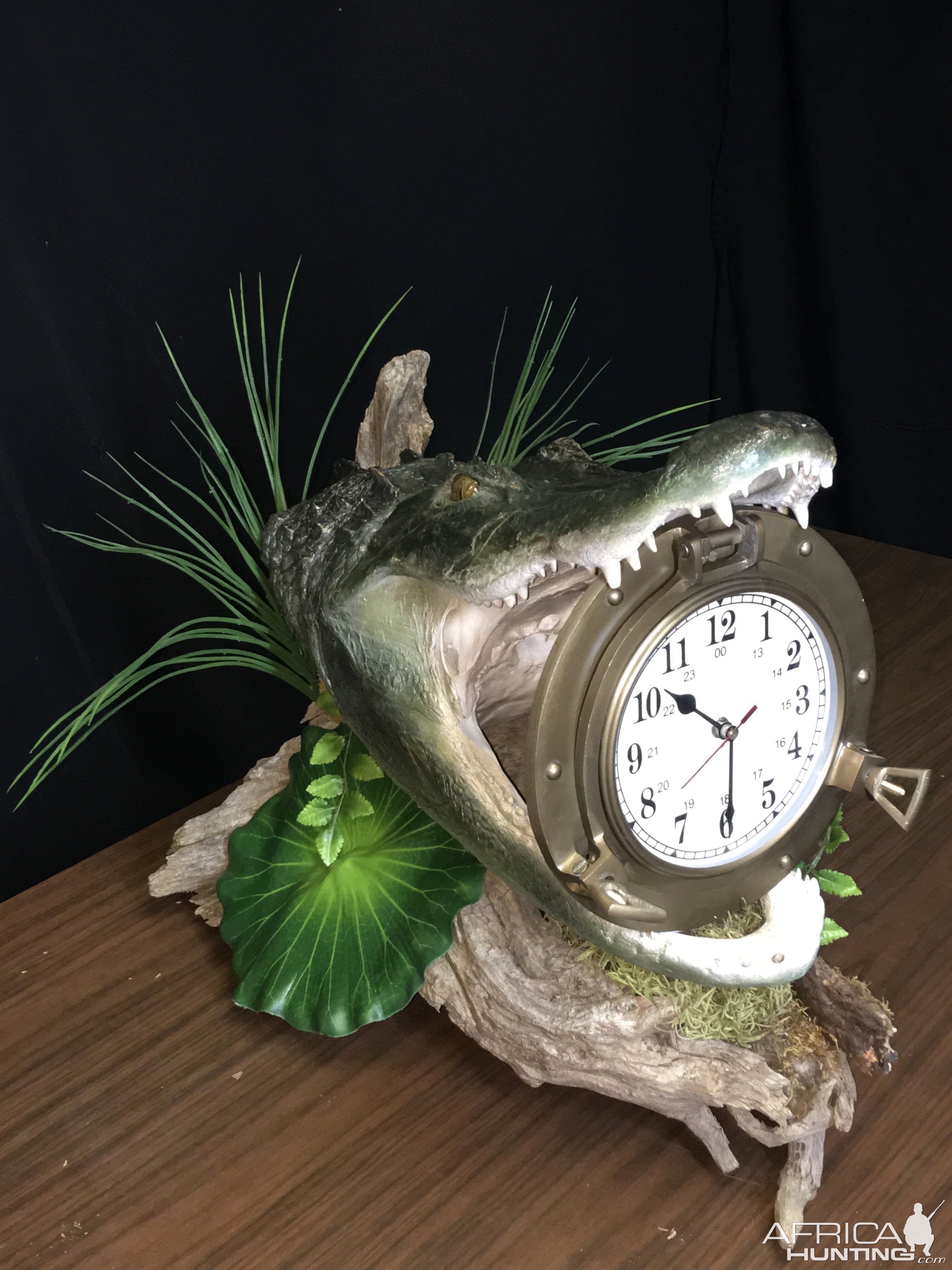 Alligator Taxidermy