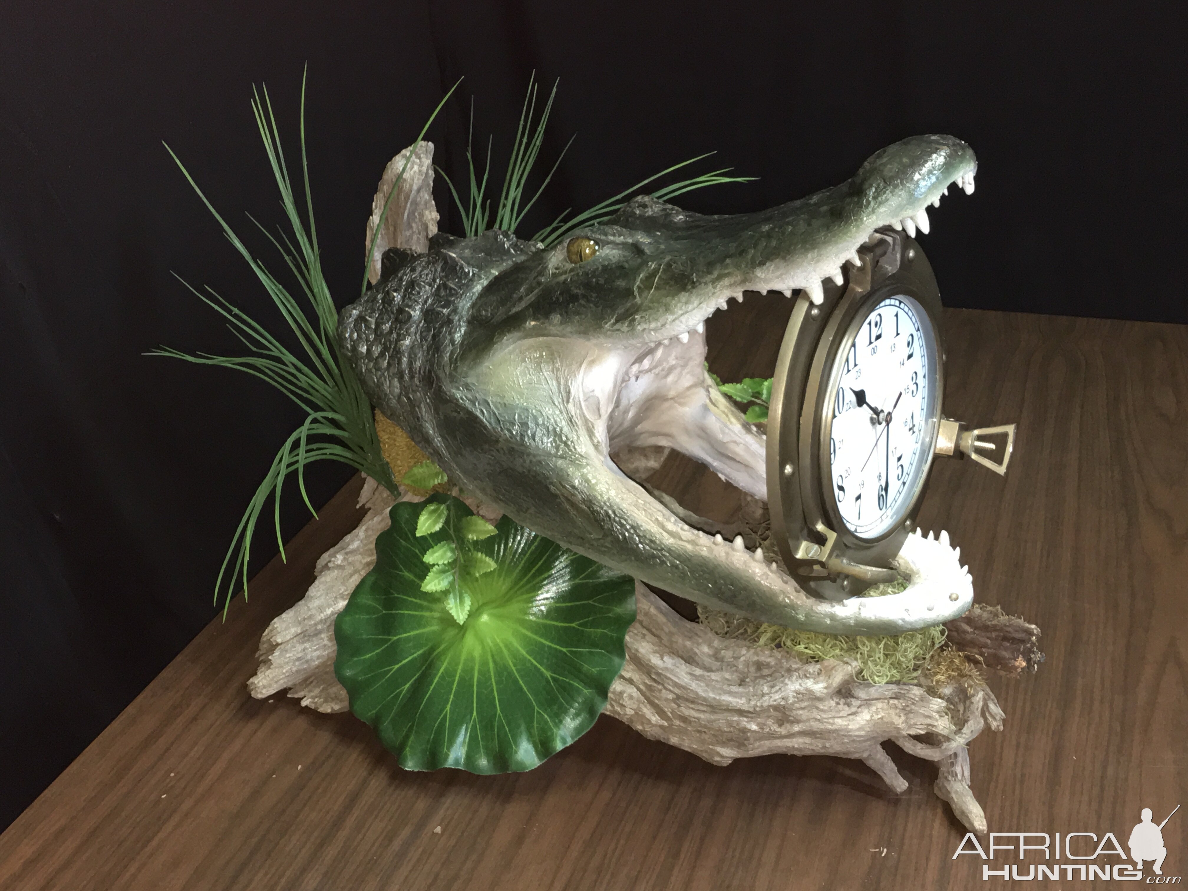 Alligator Taxidermy