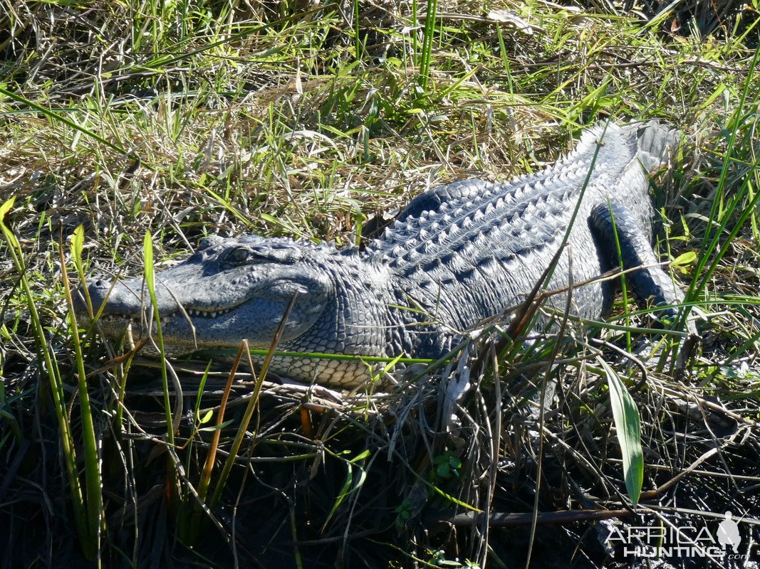 Alligator