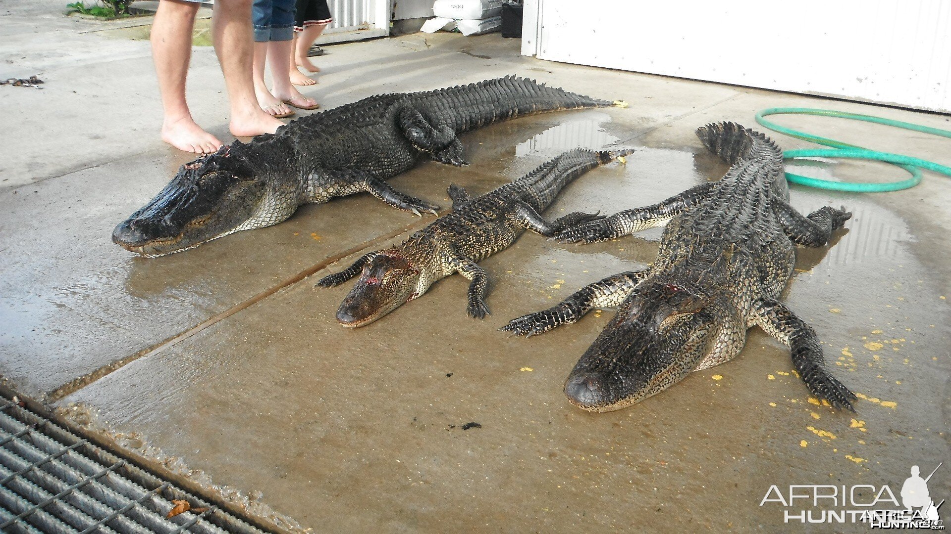 ALLIGATOR