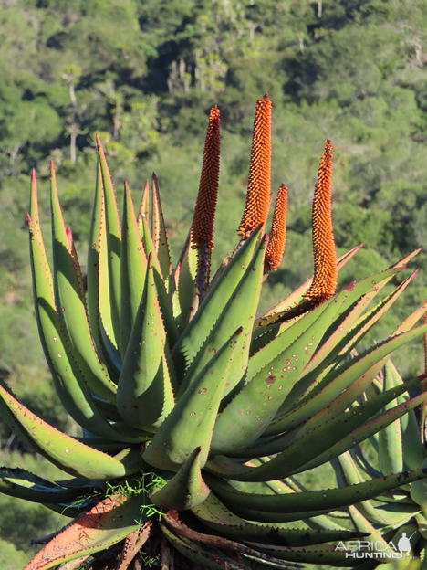 Aloe Africana Plant Eastern Cape South Africa