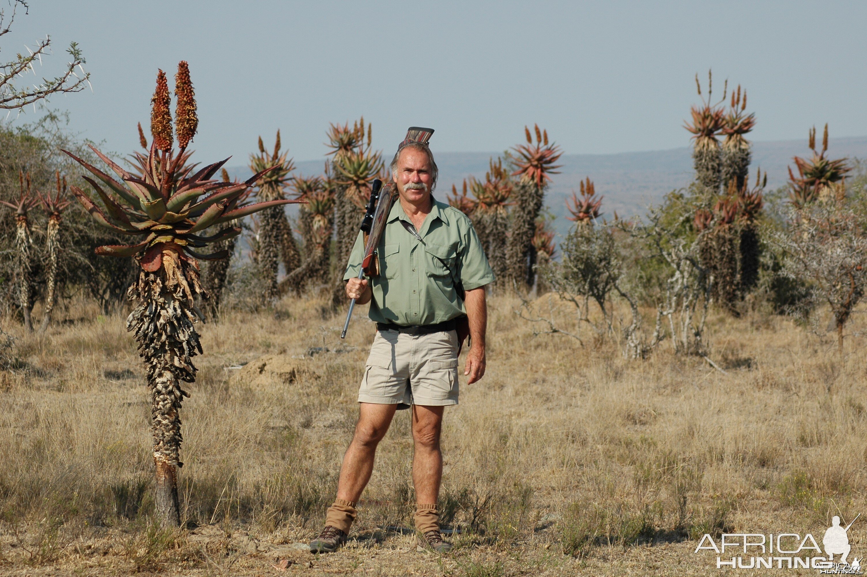 Aloe plants, Eastern Cape, South Africa