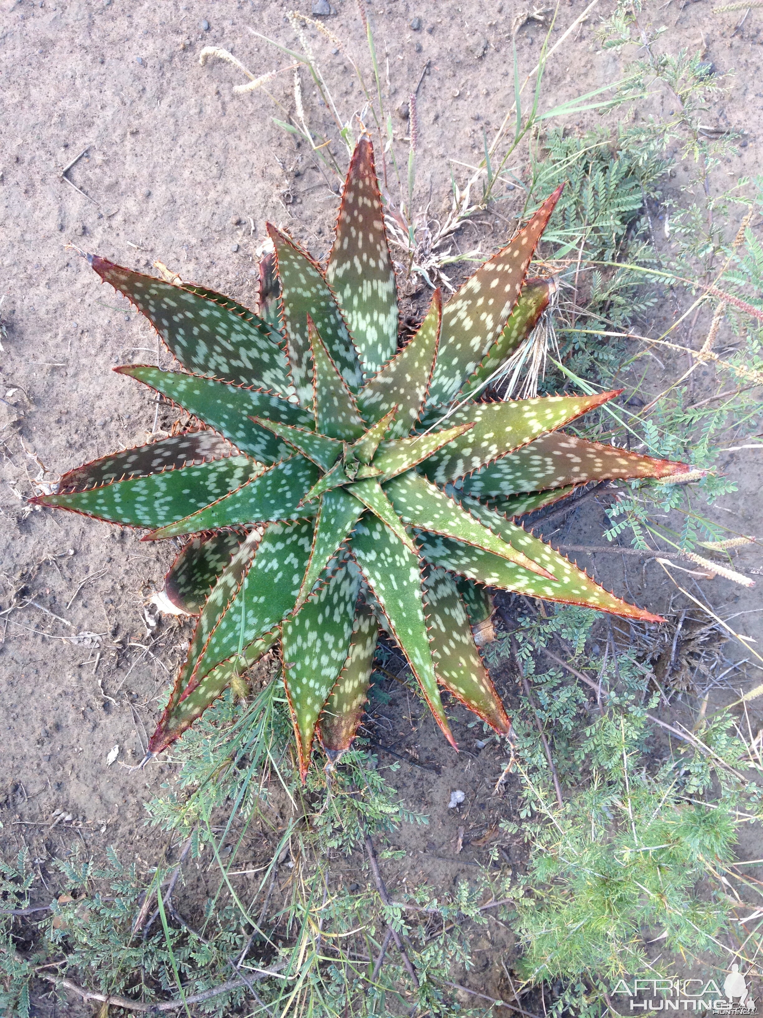 Aloe plants were a common sight