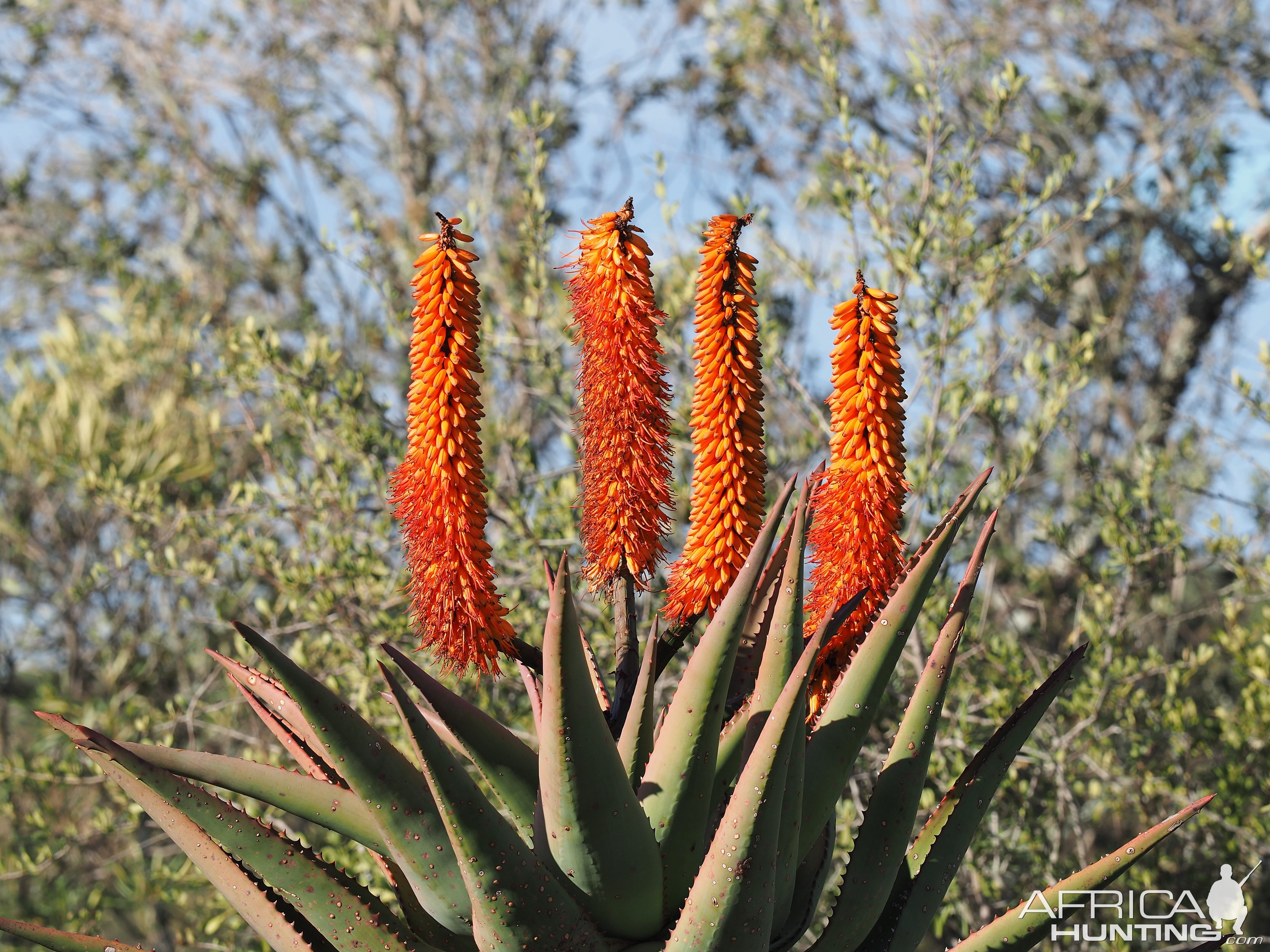 Aloe South Africa Nature