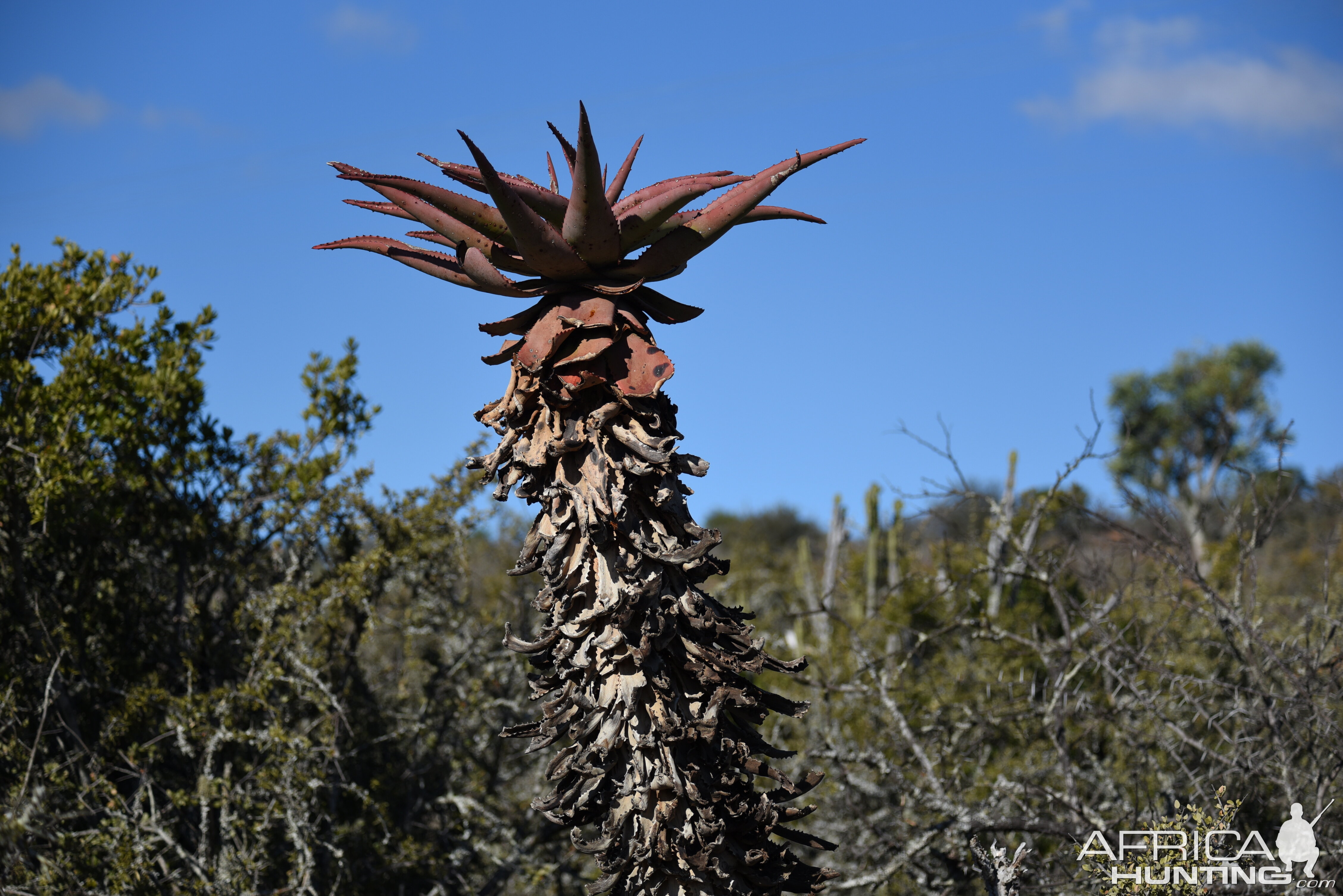 Aloe South Africa