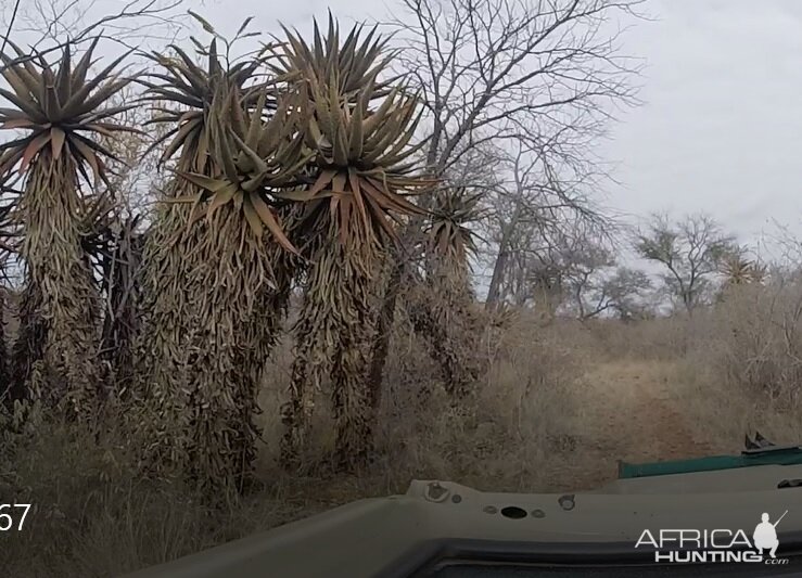 Aloe South Africa