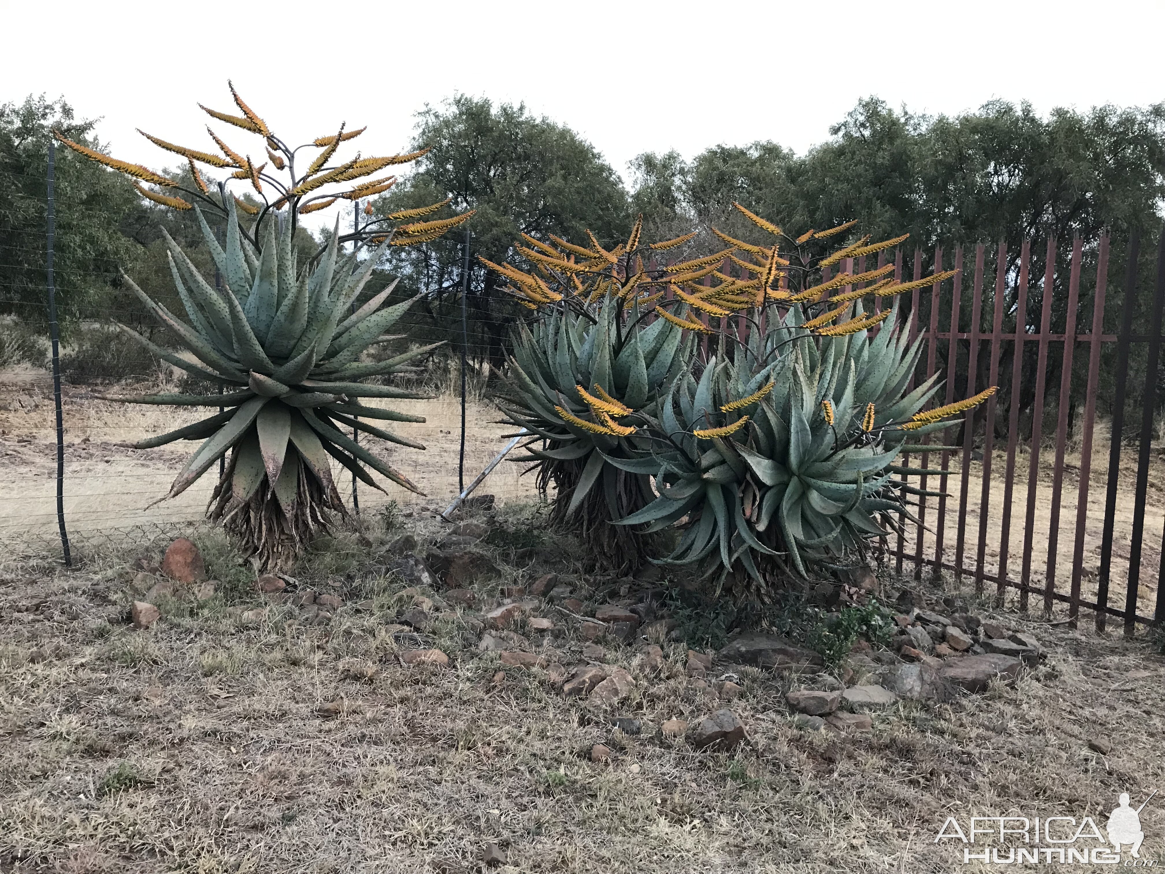 Aloe South Africa