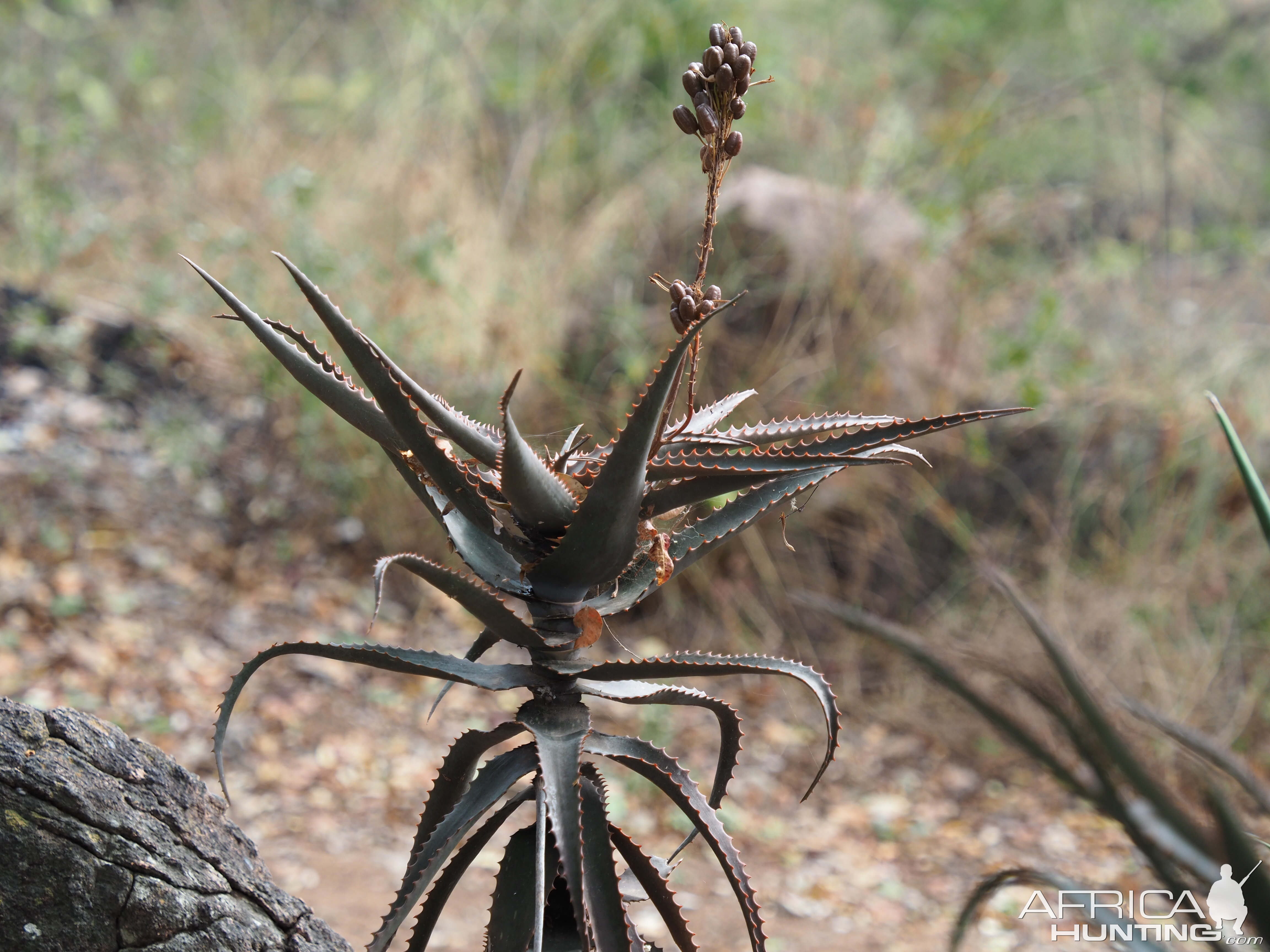 Aloe