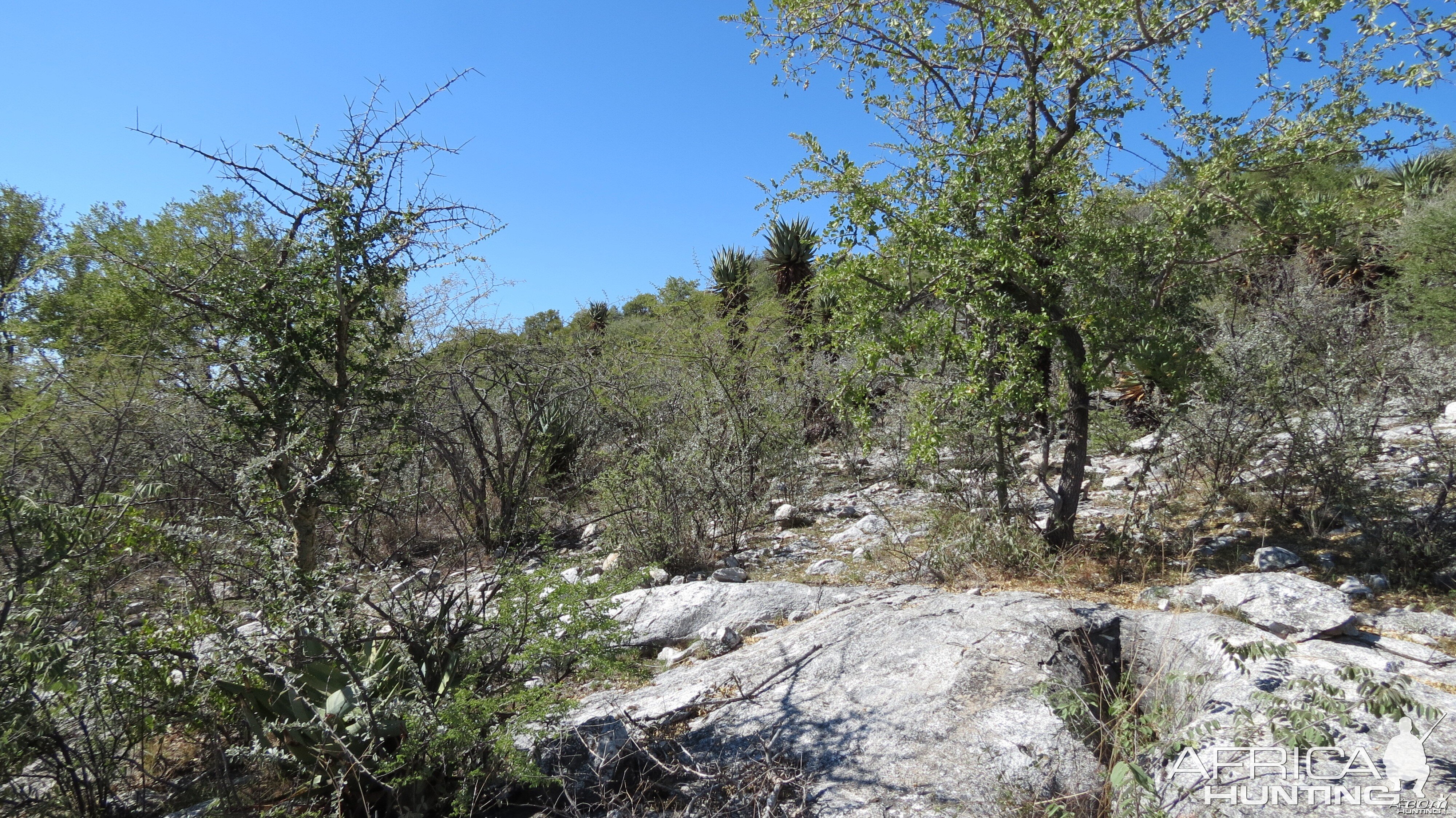 Aloes Namibia