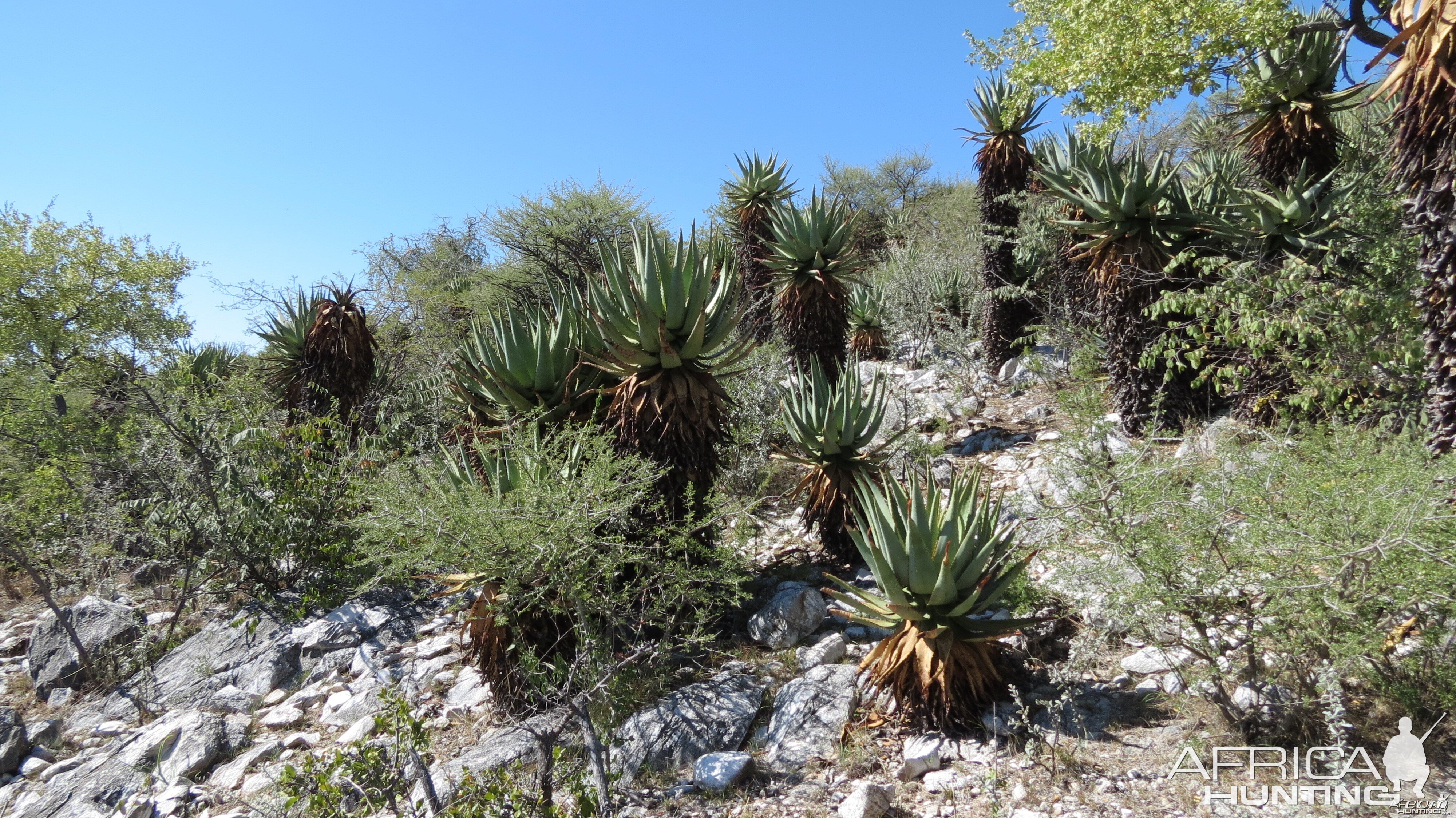 Aloes Namibia