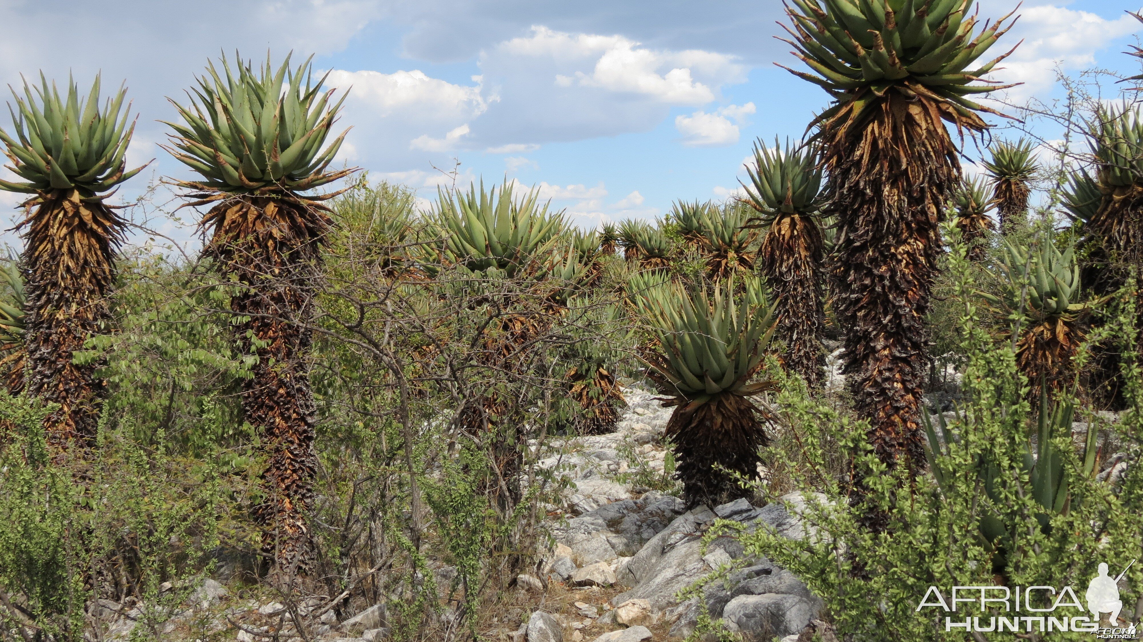 Aloes Namibia