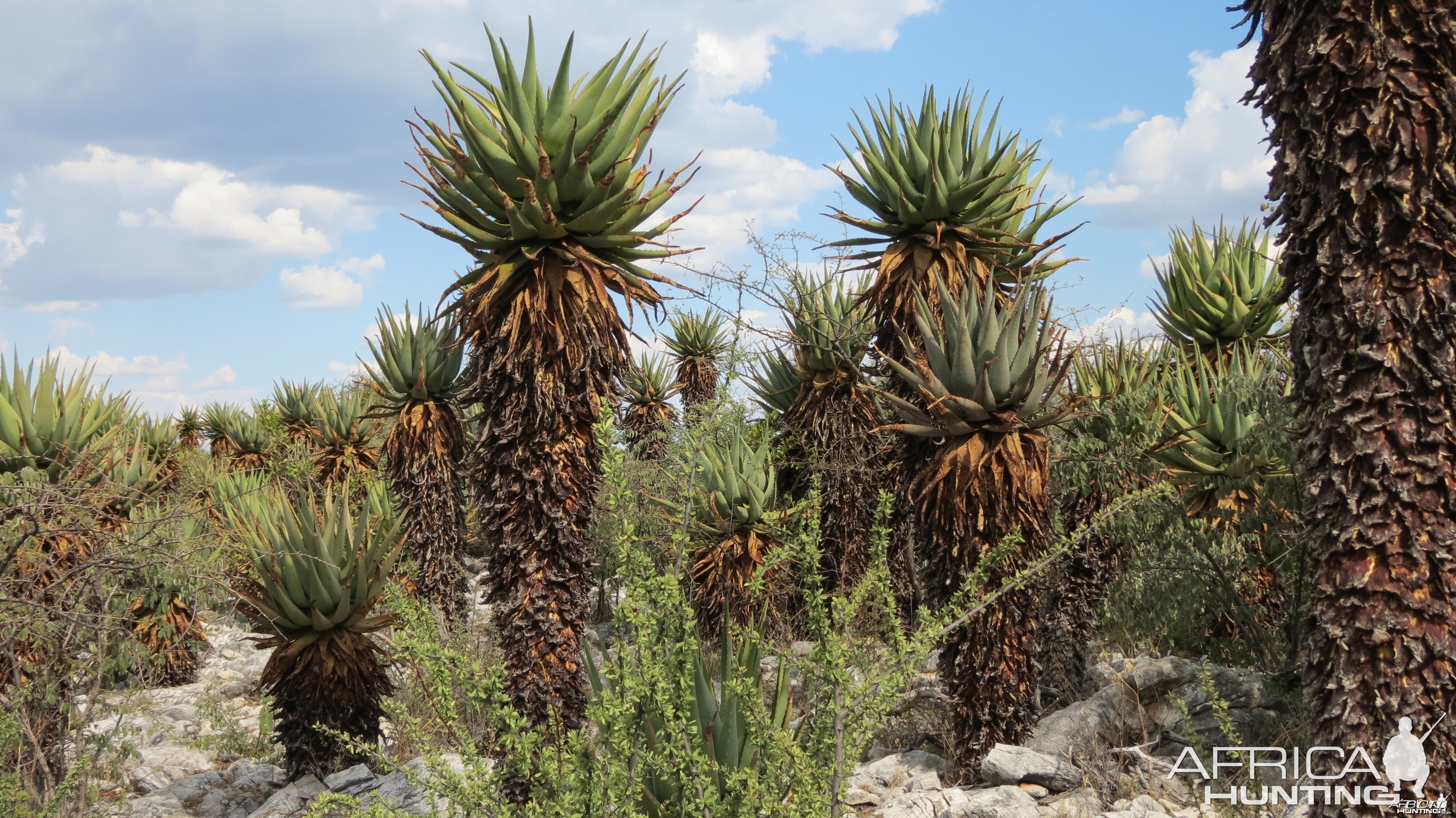 Aloes Namibia