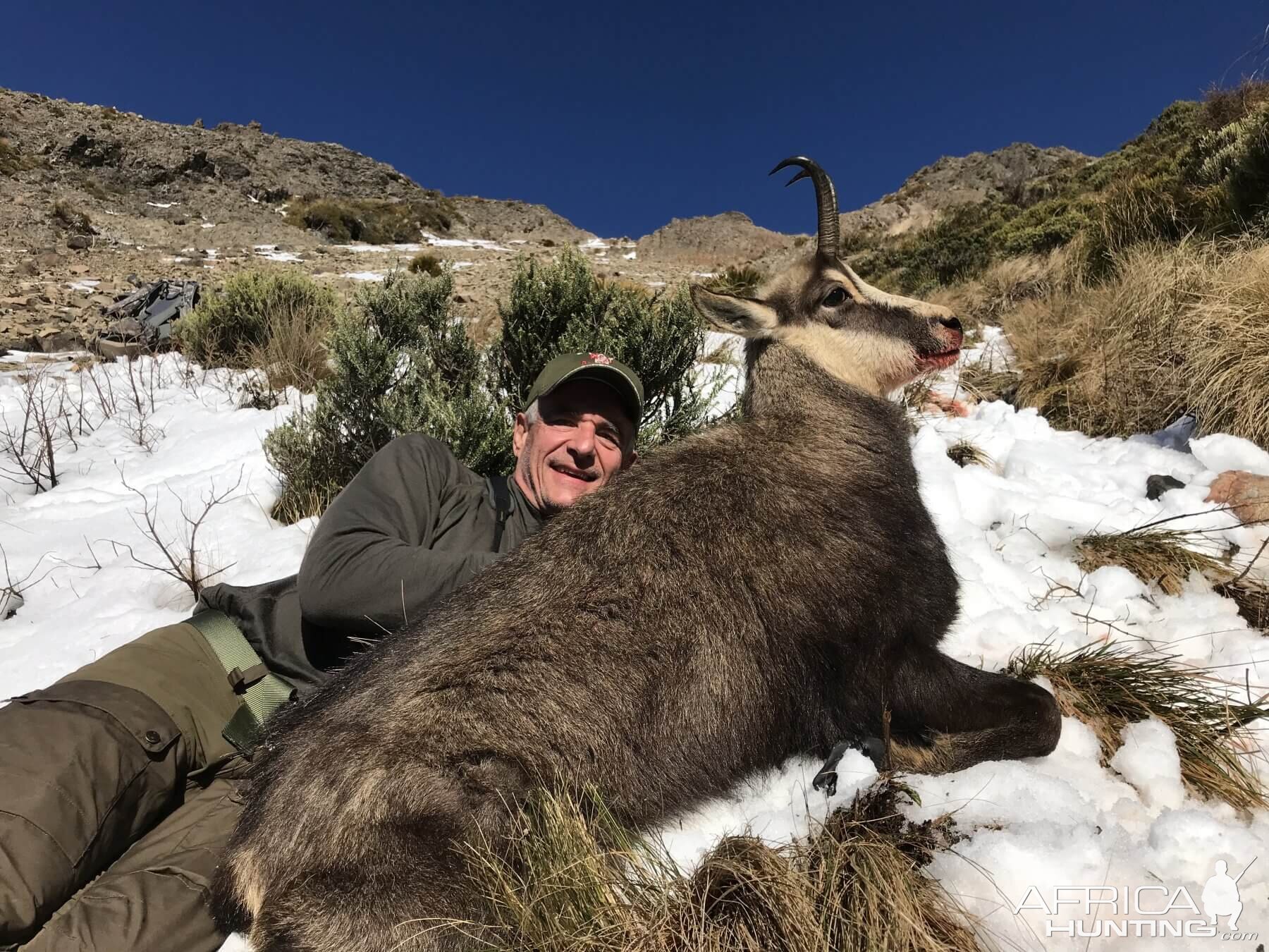 Alpine Chamois Hunting New Zealand