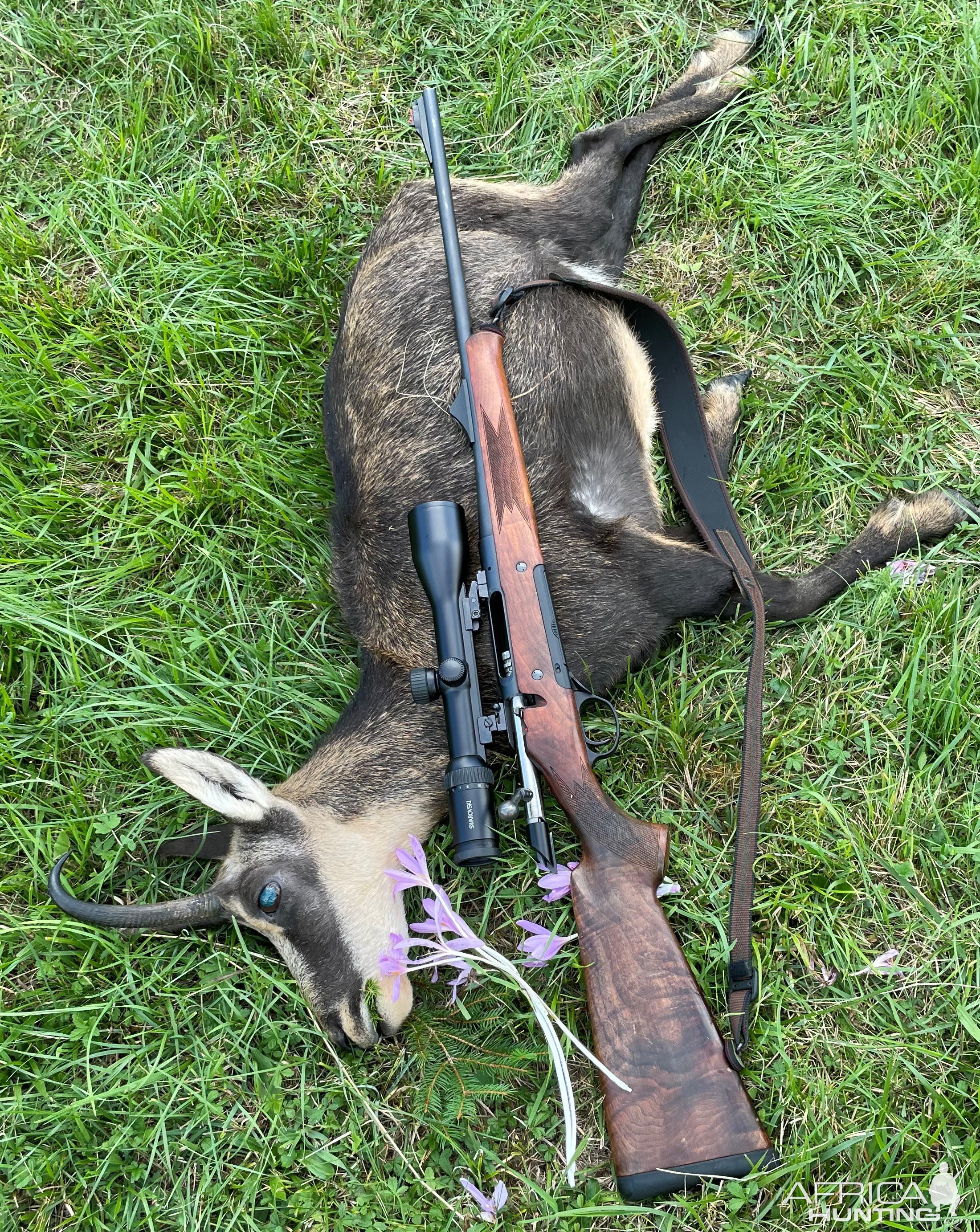 Alpine Chamois Hunting Slovenia