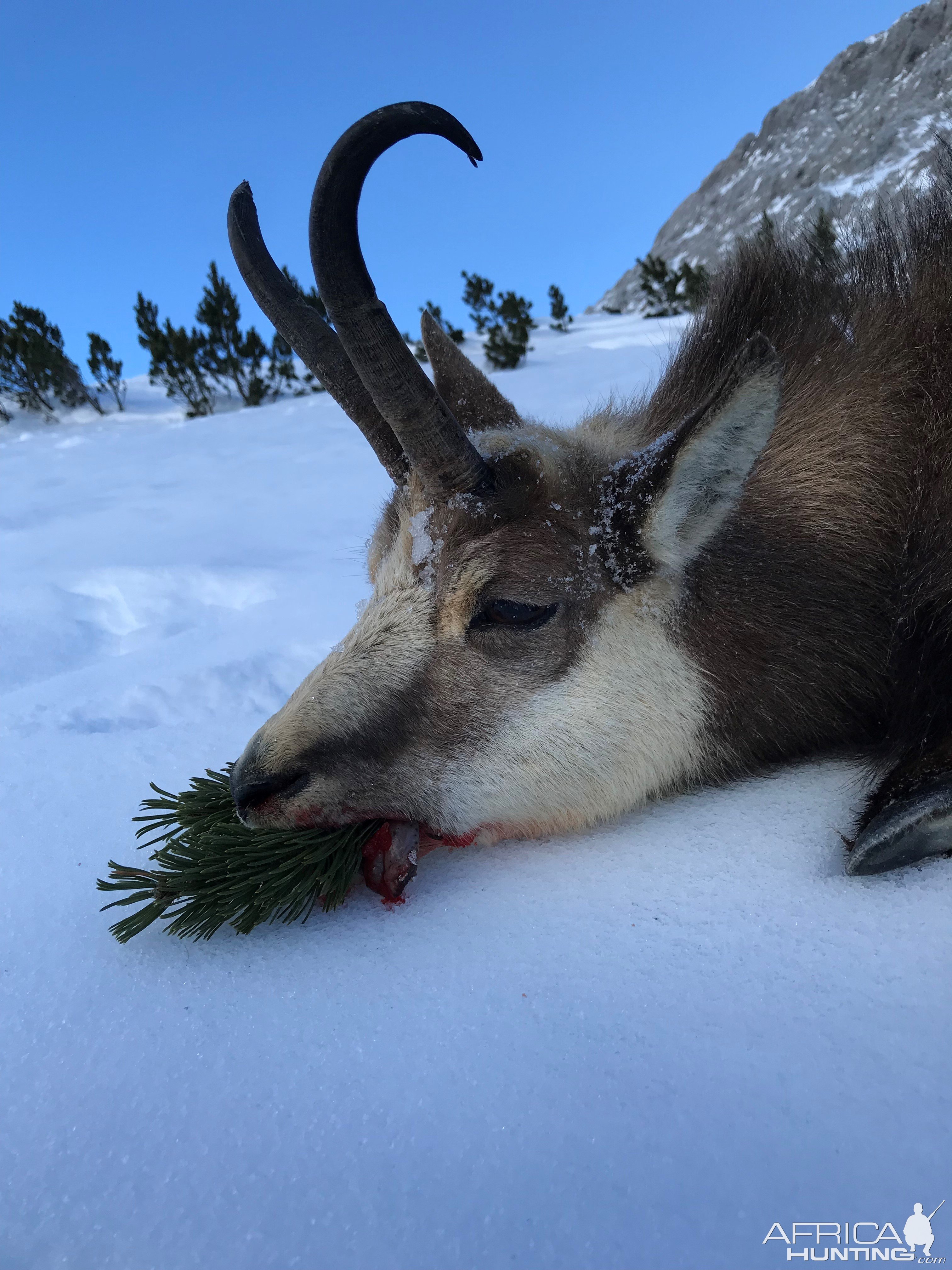 Alpine Chamois Hunting