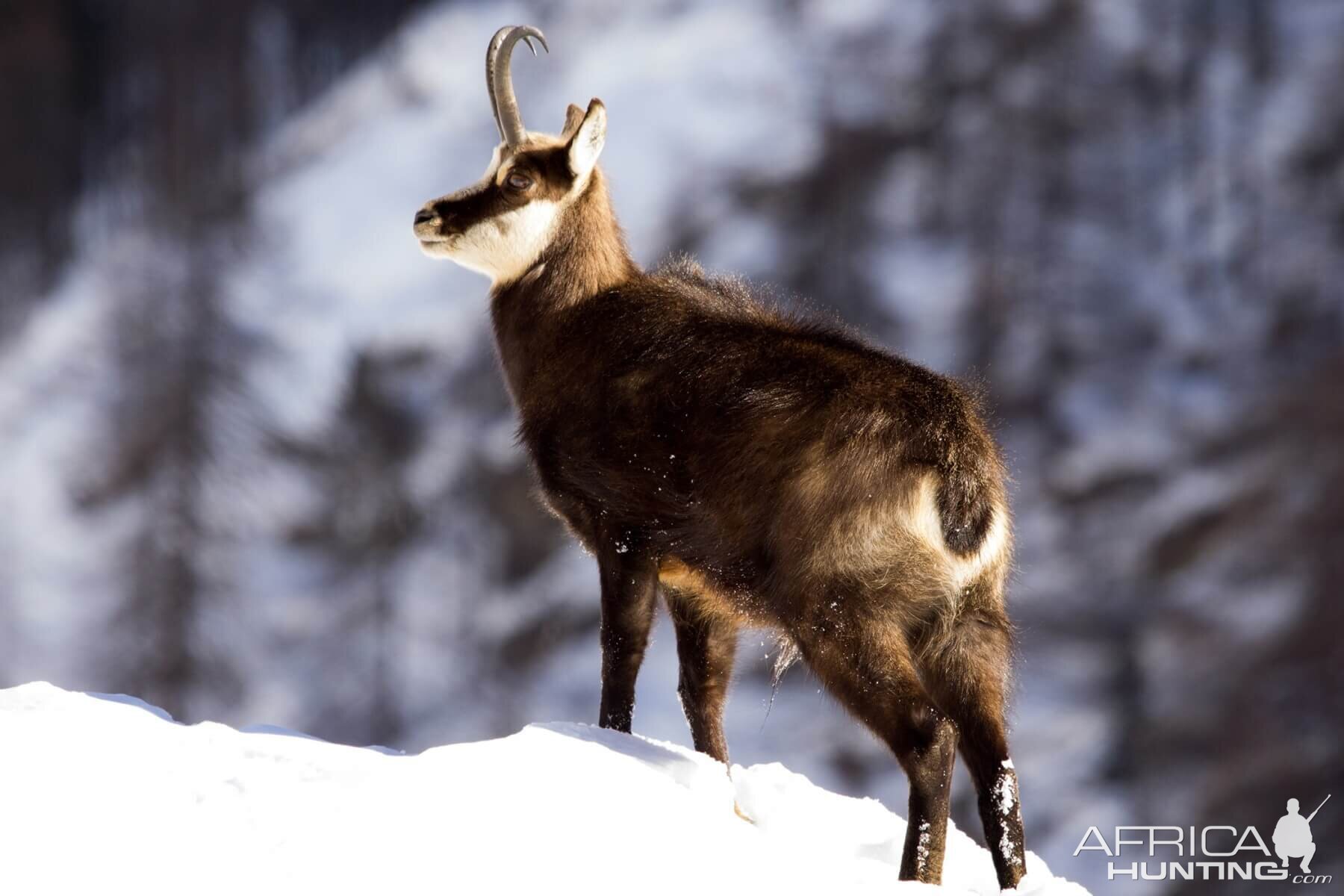 Alpine Chamois in New Zealand