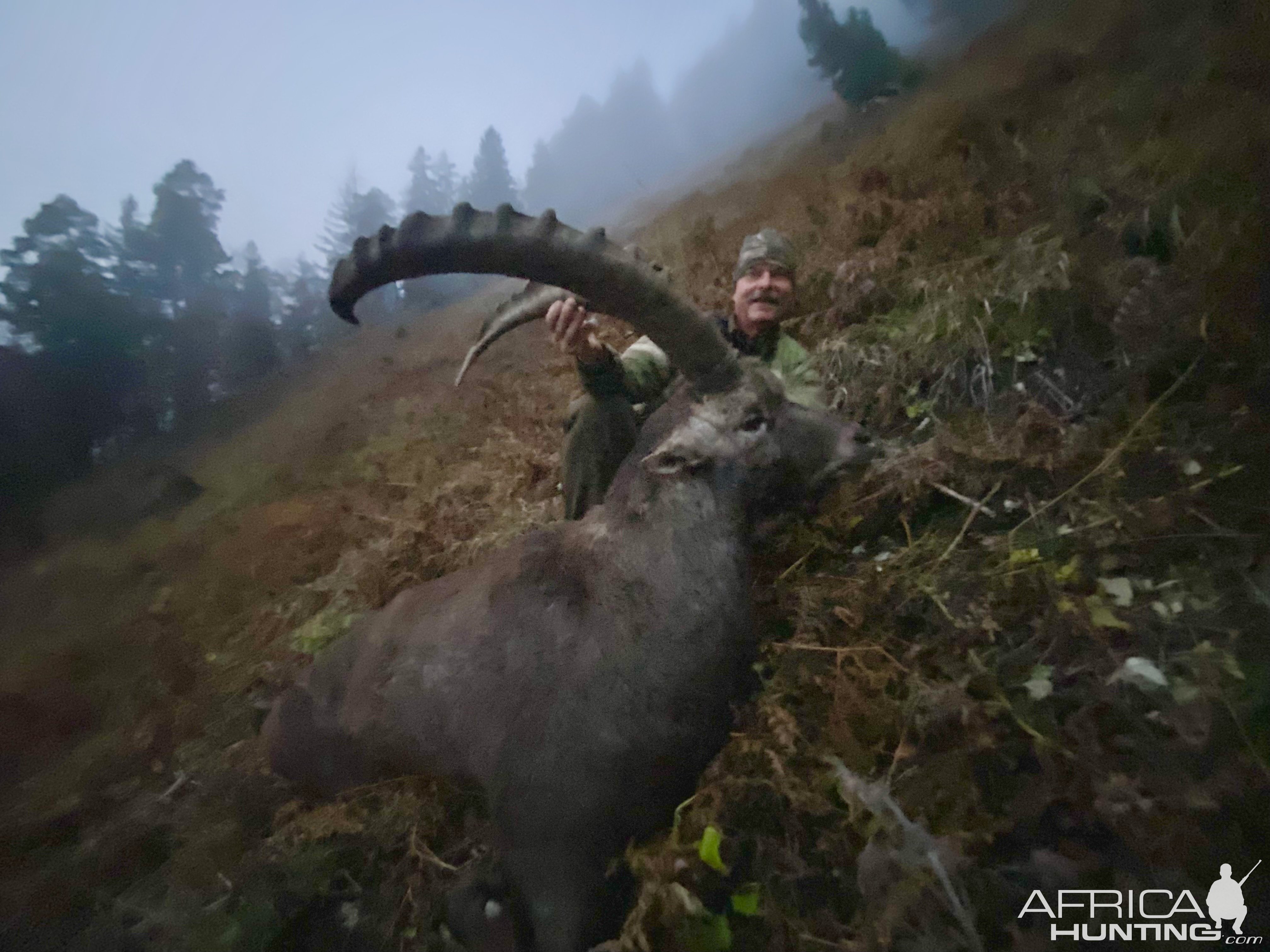 Alpine Ibex Hunt Austria